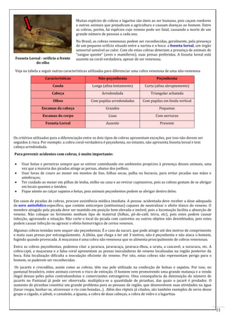 11 
Fosseta Loreal - oríficio a frente 
do olho 
Muitas espécies de cobras e lagartos são úteis ao ser humano, pois caçam roedores 
e outros animais que prejudicam a agricultura e causam doenças ao homem. Entre 
as cobras, porém, há espécies cujo veneno pode ser fatal, causando a morte de um 
grande número de pessoas a cada ano. 
No Brasil, as cobras venenosas podem ser reconhecidas, geralmente, pela presença 
de um pequeno orifício situado entre a narina e a boca: a fosseta loreal, um órgão 
sensorial sensível ao calor. Com ele estas cobras detectam a presença de animais de 
“sangue quente” (aves e mamíferos), suas presas preferidas. A fosseta loreal está 
ausente na coral-verdadeira, apesar de ser venenosa. 
Veja na tabela a seguir outras características utilizadas para diferenciar uma cobra venenosa de uma não-venenosa 
Características Não-peçonhenta Peçonhenta 
Cauda Longa (afina lentamente) Curta (afina abruptamente) 
Cabeça Arredondada Triangular achatada 
Olhos Com pupilas arredondadas Com pupilas em fenda vertical 
Escamas da cabeça Grandes Pequenas 
Escamas do corpo Lisas Com nervuras 
Fosseta Loreal Ausente Presente 
Os critérios utilizados para a diferenciação entre os dois tipos de cobras apresentam exceções, por isso não devem ser 
seguidos à risca. Por exemplo: a cobra coral-verdadeira é peçonhenta, no entanto, não apresenta fosseta loreal e tem 
cabeça arredondada. 
Para prevenir acidentes com cobras, é muito importante: 
 Usar botas e perneiras sempre que se estiver caminhando em ambientes propícios à presença desses animais, uma 
vez que a maioria das picadas atinge as pernas, abaixo dos joelhos; 
 Usar luvas de couro ao mexer em montes de lixo, folhas secas, palha ou buracos, para evitar picadas nas mãos e 
antebraços; 
 Ter cuidado ao mexer em pilhas de lenha, milho ou cana e ao revirar cupinzeiros, pois as cobras gostam de se abrigar 
em locais quentes e úmidos; 
 Fique atento ao calçar sapatos e botas, pois animais peçonhentos podem se abrigar dentro deles. 
Em casos de picadas de cobras, procure assistência médica imediata. A pessoa acidentada deve receber a dose adequada 
de soro antiofídico específico, que contém anticorpos (antitoxinas) capazes de neutralizar o efeito tóxico do veneno. O 
membro atingido pela picada deve ser mantido em posição bem elevada e imóvel, pois a locomoção facilita a absorção de 
veneno. Não coloque no ferimento nenhum tipo de material (folhas, pó-de-café, terra, etc), pois estes podem causar 
infecção, agravando a situação. Não corte o local da picada com canivetes ou outros objetos não desinfetados, pois estes 
podem causar infecção ou agravar o efeito hemorrágico de certos venenos. 
Algumas cobras temidas nem sequer são peçonhentas. É o caso da sucuri, que pode atingir até dez metros de comprimento 
e mata suas presas por estrangulamento. A jibóia, que chega a ter até 3 metros, não é peçonhenta e não ataca o homem, 
fugindo quando provocada. A muçurana é uma cobra não venenosa que se alimenta principalmente de cobras venenosas. 
Entra as cobras peçonhentas, podemos citar a jararaca, jararacuçu, jararaca-ilhoa, a urutu, a cascavel, a surucucu, etc. A 
cobra-cipó, a muçurana e a falsa coral apresentam as presas inoculadoras de veneno localizadas na região posterior da 
boca. Esta localização dificulta a inoculação eficiente do veneno. Por isto, estas cobras não representam perigo para o 
homem, se puderem ser reconhecidas. 
Os jacarés e crocodilos, assim como as cobras, têm sua pele utilizada na confecção de bolsas e sapatos. Por isso, no 
pantanal brasileiro, estes animais correm o risco de extinção. O homem vem promovendo uma grande matança e a venda 
ilegal dessas peles pelos contrabandistas e comerciantes estrangeiros. Uma consequência da diminuição do número de 
jacarés no Pantanal já pode ser observada: multiplica-se a quantidade de piranhas, das quais o jacaré é predador. O 
aumento de piranhas constitui um grande problema para as pessoas da região, que desenvolvem suas atividades na água 
(lavar roupa, banhar-se, atravessar o rio com boiadas...). Além dos répteis já citados, são também exemplos de seres desse 
grupo o cágado, o jabuti, o camaleão, a iguana, a cobra de duas cabeças, a cobra de vidro e a lagartixa. 
 