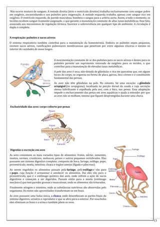 13 
Não ocorre mistura de sangues. A metade direita (átrio e ventrículo direitos) trabalha exclusivamente com sangue pobre 
em oxigênio, encaminhando-o aos pulmões para oxigenação. A metade esquerda trabalha apenas com sangue rico em 
oxigênio. O ventrículo esquerdo, de parede musculosa, bombeia o sangue para a artéria aorta. Assim, a todo o momento, os 
tecidos recebem sangue ricamente oxigenado, o que garante a manutenção constante de altas taxas metabólicas. Esse fato, 
associado aos mecanismos de regulação térmica, favorece a sobrevivência em qualquer tipo de ambiente. A circulação é 
dupla e completa. 
A respiração: pulmões e sacos aéreos 
O sistema respiratório também contribui para a manutenção da homeotermia. Embora os pulmões sejam pequenos, 
existem sacos aéreos, ramificações pulmonares membranosas que penetram por entre algumas vísceras e mesmo no 
interior de cavidades de ossos longos. 
A movimentação constante de ar dos pulmões para os sacos aéreos e destes para os 
pulmões permite um suprimento renovado de oxigênio para os tecidos, o que 
contribui para a manutenção de elevadas taxas metabólicas. 
A pele das aves é seca, não-dotada de glândulas e rica em queratina que, em alguns 
locais do corpo, se organiza na forma de placa, garras, bico córneo e é constituinte 
fundamental das pernas. 
As aves não têm glândulas na pele. No entanto, há uma exceção: a glândula 
uropigial (ou uropigiana), localizada na porção dorsal da cauda e cuja secreção 
oleosa lubrificante é espalhada pela ave, com o bico, nas penas. Essa adaptação 
impede o encharcamento das penas em aves aquáticas e ajuda a entender por que 
as aves não se molham, mesmo que fiquem desprotegidas durante uma chuva. 
Exclusividade das aves: corpo coberto por penas 
Digestão e excreção em aves 
As aves consomem os mais variados tipos de alimentos: frutos, néctar, sementes, 
insetos, vermes, crustáceos, moluscos, peixes e outros pequenos vertebrados. Elas 
possuem um sistema digestivo completo, composto de boca, faringe, esôfago, papo, 
proventrículo, moela, intestino, cloaca e órgãos anexos (fígado e pâncreas). 
Ao serem engolidos os alimentos passam pela faringe, pelo esôfago e vão para 
o papo, cuja função é armazenar e amolecer os alimentos. Daí eles vão para o 
proventrículo, que é o estômago químico das aves, onde sofrem a ação de sucos 
digestivos e começam a ser digeridos. Passam então para a moela (estômago 
mecânico) que tem paredes grossas e musculosas, onde os alimentos são triturados. 
Finalmente atingem o intestino, onde as substâncias nutritivas são absorvidas pelo 
organismo. Os restos não aproveitados transformam-se em fezes. 
As aves possuem uma bolsa única, a cloaca, onde desembocam as partes finais do 
sistema digestivo, urinário e reprodutor e que se abre para o exterior. Por essa bolsa 
eles eliminam as fezes e a urina e também põem os ovos. 
 