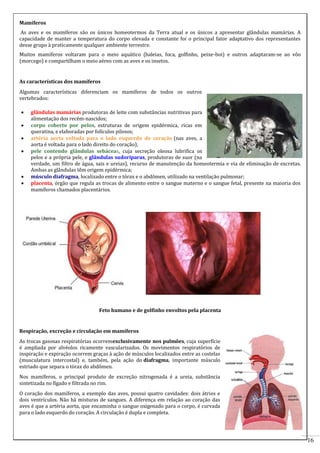 16 
Mamíferos 
As aves e os mamíferos são os únicos homeotermos da Terra atual e os únicos a apresentar glândulas mamárias. A 
capacidade de manter a temperatura do corpo elevada e constante foi o principal fator adaptativo dos representantes 
desse grupo à praticamente qualquer ambiente terrestre. 
Muitos mamíferos voltaram para o meio aquático (baleias, foca, golfinho, peixe-boi) e outros adaptaram-se ao vôo 
(morcego) e compartilham o meio aéreo com as aves e os insetos. 
As características dos mamíferos 
Algumas características diferenciam os mamíferos de todos os outros 
vertebrados: 
 glândulas mamárias produtoras de leite com substâncias nutritivas para 
alimentação dos recém-nascidos; 
 corpo coberto por pelos, estruturas de origem epidérmica, ricas em 
queratina, e elaboradas por folículos pilosos; 
 artéria aorta voltada para o lado esquerdo do coração (nas aves, a 
aorta é voltada para o lado direito do coração); 
 pele contendo glândulas sebáceas, cuja secreção oleosa lubrifica os 
pelos e a própria pele, e glândulas sudoríparas, produtoras de suor (na 
verdade, um filtro de água, sais e ureias), recurso de manutenção da homeotermia e via de eliminação de excretas. 
Ambas as glândulas têm origem epidérmica; 
 músculo diafragma, localizado entre o tórax e o abdômen, utilizado na ventilação pulmonar; 
 placenta, órgão que regula as trocas de alimento entre o sangue materno e o sangue fetal, presente na maioria dos 
mamíferos chamados placentários. 
Feto humano e de golfinho envoltos pela placenta 
Respiração, excreção e circulação em mamíferos 
As trocas gasosas respiratórias ocorremexclusivamente nos pulmões, cuja superfície 
é ampliada por alvéolos ricamente vascularizados. Os movimentos respiratórios de 
inspiração e expiração ocorrem graças à ação de músculos localizados entre as costelas 
(musculatura intercostal) e, também, pela ação do diafragma, importante músculo 
estriado que separa o tórax do abdômen. 
Nos mamíferos, o principal produto de excreção nitrogenada é a ureia, substância 
sintetizada no fígado e filtrada no rim. 
O coração dos mamíferos, a exemplo das aves, possui quatro cavidades: dois átrios e 
dois ventrículos. Não há misturas de sangues. A diferença em relação ao coração das 
aves é que a artéria aorta, que encaminha o sangue oxigenado para o corpo, é curvada 
para o lado esquerdo do coração. A circulação é dupla e completa. 
 