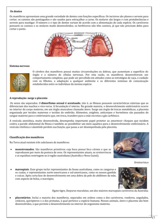 17 
Os dentes 
Os mamíferos apresentam uma grande variedade de dentes com funções específicas. Os incisivos são planos e servem para 
cortar; os caninos são pontiagudos e são usados para estraçalhar a carne. Os molares são largos e com protuberâncias e 
servem para mastigar. O número e o tipo de dentes variam de acordo com a alimentação de cada espécie. Os carnívoros 
possuem os caninos e os molares muito desenvolvidos; os herbívoros não têm caninos, já que não precisam deles para 
cortar o pasto. 
Sistema nervoso 
O cérebro dos mamíferos possui muitas circunvoluções ou dobras, que aumentam a superfície do 
órgão e o número de células nervosas. Por esta razão, os mamíferos desenvolveram um 
comportamento complexo, que pode ser percebido em atitudes como as estratégias de caça, o cuidado 
com os filhotes, a adaptação a qualquer ambiente e os diferentes sistemas de comunicação 
estabelecidos entre os indivíduos da mesma espécie. 
A reprodução: surge a placenta 
Os sexos são separados. O dimorfismo sexual é acentuado, isto é, as fêmeas possuem características externas que as 
diferenciam dos machos e vice-versa. A fecundação é interna. Na grande maioria, o desenvolvimento embrionário ocorre 
no interior do corpo materno, em um órgão musculoso chamado útero. Surge um órgão de trocas metabólicas, a placenta 
organizada por tecidos maternos e tecidos do embrião. Alimentos, oxigênio, anticorpos e hormônios são passados do 
sangue materno para o embrionário que, em troca, transfere para a mãe excretas e gás carbônico. 
A vesícula amniótica, muito desenvolvida, desempenha importante papel protetor ao amortecer choques que incidem 
contra a parede abdominal da fêmea e também ao possibilitar um meio aquático para o desenvolvimento embrionário. A 
vesícula vitelínica e alantóide perdem sua função, que passa a ser desempenhada pela placenta. 
Classificação dos mamíferos 
Na Terra atual existem três subclasses de mamíferos: 
 monotremados. São mamíferos primitivos cuja boca possui bico córneo e que se 
reproduzem por meio da postura de ovos. Os representantes atuais, os ornitorrincos 
e as equidnas restringem-se à região australiana (Austrália e Nova Guiné); 
Ornitorrinco 
 marsupiais. Esse grupo inclui representantes da fauna australiana, como os cangurus e 
os coalas, e representantes norte-americanos e sul-americanos, como os nossos gambás 
e cuícas. Após curta fase de desenvolvimento em uma dobra da pele do abdômen da mãe, 
com aspecto de bolsa, o marsúpio; 
Ogato-tigre, Dasyurus maculatus, um dos maiores marsupiais carnívoros da Austrália. 
 placentários. Inclui a maioria dos mamíferos, separados em ordens como a dos carnívoros, roedores, ungulados, 
cetáceos, quirópteros e a dos primatas, à qual pertence a espécie humana. Nesses animais, útero e placenta são bem 
desenvolvidos, o que permite o desenvolvimento no interior do organismo materno. 
