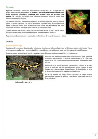 8 
Pererecas 
A perereca pertence à família das Racoforídeas. Existem cerca de 150 espécies. Sua 
pele é mais lisa que as dos sapos. A perereca possui nas extremidades de cada 
dedo pequenas almofadas adesivas que servem para se prender aos 
galhos. Ela é dotada de membranas elásticas estendidas entre os dedos, que 
formam uma espécie de pipa. 
Encurvando o tórax e estendendo as pernas, as pererecas podem realizar vôos de 
quase 2 metros. Quando vão botar seus ovos, escolhem uma árvore pendente 
sobre o pântano, esses ovos depositados nas folhas, são envolvidos por uma 
substância pegajosa, muito parecida com claras batidas em neve. 
Quando nascem os girinos, fabricam uma substância que os livra desta massa 
pegajosa caindo então no pântano e só assim começa sua vida aquática. 
As pererecas são comumente encontradas em banheiros de casas de chácaras e sítios. 
Urodelos 
Salamandras-de-fogo 
As salamandras comuns são chamadas pelo nome científico de Salamandra terrestris. Habitam regiões arborizadas. Vivem 
principalmente na Europa e no norte da África e têm hábitos essencialmente noturnos. Normalmente elas hibernam. 
Elas diferem em tamanho e no jogo de cores das costas. Algumas medem cerca de 14 a 20 centímetros. 
Secretam um veneno que as protege de predadores. Esse veneno é 
produzido por glândulas localizadas na parte de traz da cabeça e é 
muito forte. Um cachorro que tentar comer uma salamandra pode 
morrer. 
Ao contrário de outros anfíbios, a salamandra comum se acasala 
em terra firme. Os machos, que são muito ativos, correm de uma 
fenda a outra à procura de fêmeas. Depois da fecundação, os ovos 
se desenvolvem dentro do órgão genital da fêmea. 
As larvas nascem da fêmea numa corrente de água. Sofrem 
metamorfose, tornam-se adultas e perdem a capacidade de viver 
dentro da água. 
Salamandra terrestres 
 
