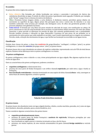 Os sentidos
Os peixes têm vários órgãos dos sentidos





Bolsa olfatória - São formadas por células localizadas nas narinas e associadas à percepção de cheiros das
substâncias dissolvidas na água. O sentido do olfato dos peixes é geralmente muito aguçado. O tubarão, por exemplo,
pode "farejar" sangue fresco a dezenas de metros de distância.
Olhos - Permitem formar imagens nítidas a curta distância. A distâncias maiores, percebem apenas objetos em
movimento na superfície da água. Alguns peixes têm percepção das cores e outros não. Os tubarões e as raias
(também conhecidas como arraias), por exemplo, não distinguem cores. Os olhos são geralmente grandes e não
possuem pálpebras nem glândulas lacrimais.
Linha lateral - É formada por uma fileira de poros situada de cada lado do corpo, com ramificações na cabeça. Os
poros comunicam-se com um canal localizado sob as escamas, no qual existem células sensoriais. Por meio das células
sensoriais, o peixe percebe as diferenças de pressão da água, que aumenta gradativamente com a profundidade.
Percebe também correntes e vibrações na água, detectando a presença de uma presa, de um predador ou os
movimentos de outros peixes que estão nadando ao seu lado, o que é muito importante para as viagens em cardumes.
Percebe, ainda, a direção dos movimentos da água, o que facilita sua locomoção na escuridão ou em águas turvas.

Classificação
Existem duas classes de peixes: a classe dos condrictes (do grego khondros: 'cartilagem'; e ichthyes: 'peixe'), ou peixes
cartilaginosos, e a classe dos osteíctes (do grego osteon: 'osso'), ou peixes ósseos.
Os peixes ósseos são os mais abundantes em número de espécies conhecidas, representando cerca de 95% do total dessas
espécies. Existem várias diferenças entre os peixes cartilaginosos e os ósseos.
Os peixes cartilaginosos
Os peixes cartilaginosos, como o tubarão e a raia, vivem principalmente em água salgada. Mas algumas espécies de raia
vivem em água doce.
Entre as características dos peixes cartilaginosos, podemos considerar:




esqueleto cartilaginoso e relativamente leve;
presença de cinco pares de fendas branquiais e um orifício chamado espiráculo, por onde entra a água e banha as
brânquias;
boca localizada ventralmente e intestino terminando em uma espécie de bolsa chamadacloaca - nela, convergem os
dutos finais do sistema digestório, urinário e genital.

Tubarão-Frade (Cetorhinus maximus)
Os peixes ósseos
Os peixes ósseos são abundantes tanto em água salgada (tainhas, robalos, cavalos-marinhos, pescadas, etc.) como em água
doce (lambaris, dourados, pintados, pacus, acarás-bandeiras, etc.).
Vamos considerar algumas características dos peixes ósseos:





esqueleto predominantemente ósseo;
presença de quatro pares de fendas branquiais e ausência de espiráculo, brânquias protegidas por uma
estrutura denominada opérculo;
boca localizada na região anterior e intestino terminado no ânus, não há cloaca;
presença, em muitas espécies, de uma vesícula armazenadora de gases chamada bexiga natatória ou vesícula
gasosa.

3

 