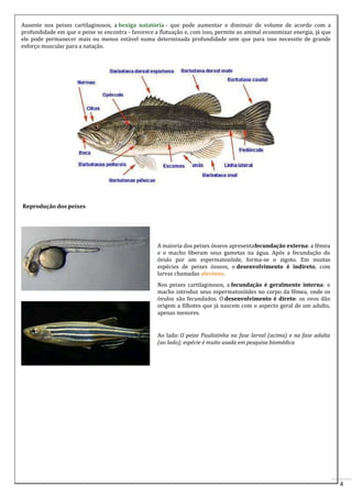 Ausente nos peixes cartilaginosos, a bexiga natatória - que pode aumentar e diminuir de volume de acordo com a
profundidade em que o peixe se encontra - favorece a flutuação e, com isso, permite ao animal economizar energia, já que
ele pode permanecer mais ou menos estável numa determinada profundidade sem que para isso necessite de grande
esforço muscular para a natação.

Reprodução dos peixes

A maioria dos peixes ósseos apresentafecundação externa: a fêmea
e o macho liberam seus gametas na água. Após a fecundação do
óvulo por um espermatozóide, forma-se o zigoto. Em muitas
espécies de peixes ósseos, o desenvolvimento é indireto, com
larvas chamadas alevinos.
Nos peixes cartilaginosos, a fecundação é geralmente interna: o
macho introduz seus espermatozóides no corpo da fêmea, onde os
óvulos são fecundados. O desenvolvimento é direto: os ovos dão
origem a filhotes que já nascem com o aspecto geral de um adulto,
apenas menores.

Ao lado: O peixe Paulistinha na fase larval (acima) e na fase adulta
(ao lado); espécie é muito usada em pesquisa biomédica

4

 