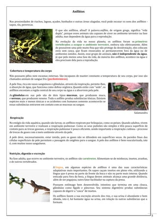 Anfíbios
Nas proximidades de riachos, lagoas, açudes, banhados e outras áreas alagadas, você pode escutar os sons dos anfíbios sapos, rãs, pererecas.
O que são anfíbios, afinal? A palavra anfíbio, de origem grega, significa "vida
dupla", porque esses animais são capazes de viver no ambiente terrestre na fase
adulta, mas dependem da água para a reprodução.
Na evolução da vida no nosso planeta, os anfíbios foram os primeiros
vertebrados a ocupar o ambiente terrestre, embora não efetivamente. Além
de possuírem uma pele muito fina que não protege da desidratação, eles colocam
ovos sem casca, que ficam ressecados se permanecerem fora da água ou de
ambientes úmidos. Assim, esse grupo de animais, não é independente da água,
já que pelo menos uma fase da vida, da maioria dos anfíbios, acontece na água e
eles precisam dela para a reprodução.

Cobertura e temperatura do corpo
Não possuem pêlos nem escamas externas. São incapazes de manter constante a temperatura de seu corpo, por isso são
chamados animais de sangue frio (pecilotérmicos).
A pele fina, rica em vasos sanguíneos e glândulas, através da respiração, permite-lhes,
a absorção de água, que funciona como defesa orgânica. Quando estão com "sede", os
anfíbios encostam a região ventral de seu corpo na água e a absorvem pela pele.
As glândulas em sua pele são de dois tipos: mucosas, que produzem muco,
e serosas, que produzem veneno. Todo o anfíbio produz substâncias tóxicas. Existem
espécies mais e menos tóxicas e os acidentes com humanos somente acontecerão se
essas substâncias entrarem em contato com as mucosas ou sangue.
Salamandra
Respiração
No estágio da vida aquática, quando são larvas, os anfíbios respiram por brânquias, como os peixes. Quando adultos, vivem
em ambiente terrestre e realizam a respiração pulmonar. Como os seus pulmões são simples e têm pouca superfície de
contato para as trocas gasosas, a respiração pulmonar é pouco eficiente, sendo importante a respiração cutânea - processo
de trocas de gases com o meio ambiente através da pele.
A pele deve, necessariamente, estar úmida, pois os gases não se difundem em superfícies secas. As paredes finas das
células superficiais da pele permitem a passagem do oxigênio para o sangue. A pele dos anfíbios é bem vascularizada, isto
é, com muitos vasos sanguíneos.

Nutrição, digestão e excreção
Na fase adulta, que ocorre no ambiente terrestre, os anfíbios são carnívoros. Alimentam-se de minhocas, insetos, aranhas,
e de outros vertebrados.
A língua, em algumas espécies de anfíbios é uma das suas características
adaptativas mais importantes. Os sapos caçam insetos em pleno vôo, utilizando a
língua que é presa na parte da frente da boca e não na parte mais interna. Quando
esticada para fora da boca, a língua desses animais alcança uma grande distância,
além de ser pegajosa, outro fator facilitador na captura da presa.
Possuem estômago bem desenvolvido, intestino que termina em uma cloaca,
glândulas como fígado e pâncreas. Seu sistema digestório produz substâncias
capazes de digerir a "casca" de insetos.
Os anfíbios fazem a sua excreção através dos rins, e sua urina é abundante e bem
diluída, isto é, há bastante água na urina, em relação às outras substâncias que a
formam.

5

 
