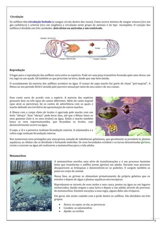 Circulação
Os anfíbios têm circulação fechada (o sangue circula dentro dos vasos). Como ocorre mistura de sangue venoso (rico em
gás carbônico) e arterial (rico em oxigênio) a circulação neste grupo de animais é do tipo incompleta. O coração dos
anfíbios é dividido em três cavidades: dois átrios ou aurículas e um ventrículo.

Reprodução
O lugar para a reprodução dos anfíbios varia entre as espécies. Pode ser uma poça transitória formada após uma chuva, um
rio, lago ou um açude. Há também os que procriam na terra, desde que seja bem úmida.
O acasalamento da maioria dos anfíbios acontece na água. O coaxar do sapo macho faz parte do ritual "pré-nupcial". A
fêmea no seu período fértil é atraída pelo parceiro sexual por meio do seu canto e do seu coaxar.

Esse canto varia de acordo com a espécie. A maioria das espécies
possuem dois ou três tipos de cantos diferentes. Além do canto nupcial
(que atrai as parceiras), há os cantos de advertência com os quais o
macho defende seu território da aproximação de outros machos.
A fêmea com o corpo cheio de óvulos é agarrada pelo macho com um
forte "abraço". Esse "abraço" pode levar dias, até que a fêmea lance os
seus gametas (isto é, os seus óvulos) na água. Então o macho também
lança os seus espermatozoides, que fecundam os óvulos, cujo
desenvolvimento ocorre na água.
O sapo, a rã e a perereca realizam fecundação externa. A salamandra e a
cobra-cega realizam fecundação interna.
Nos numerosos ovos protegidos por uma grossa camada de substâncias gelatinosa, que geralmente se prendem às plantas
aquáticas, as células vão se dividindo e formando embriões. Os ovos fecundados eclodem e as larvas denominadas girinos,
vivem e crescem na água até realizarem a metamorfose para a vida adulta.

Metamorfose
A metamorfose envolve uma série de transformações e é um processo bastante
lento que transforma o anfíbio jovem (girino) em adulto. Durante esse processo
desaparecem as brânquias e desenvolvem-se os pulmões. E surgem também as
patas no corpo do animal.
Nessa fase, os girinos se alimentam primeiramente da própria gelatina que os
envolve e depois de algas e plantas aquáticas microscópicas.
Reproduzem-se através de ovos moles e sem casca, postos na água ou em lugares
encharcados, dando origem a uma larva e depois a um adulto através do processo
de metamorfose. Existem exceções a essa regra, alguns deles são vivíparos.
Em geral, não existe cuidado com a prole dentre os anfíbios. São divididos em três
grupos:




Anura: os sapos, as rãs, as pererecas
Caudata: as salamandras
Apoda: as cecílias

6

 