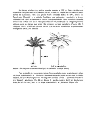 As plantas adultas (com estipe exposta superior a 1,30 m) foram devidamente
mapeadas e etiquetadas com número da parcela, número da subparcela e número da planta
dentro da subparcela. Para cada planta foram coletados dados de DAP, através de
Paquímetro Florestal, e o estádio fenológico nas categorias: reprodutivo e jovem.
Considerou-se como reprodutivas as plantas que apresentavam cacho ou mesmo sinais de
emissão de cachos caso essas não apresentassem infrutescências e a categoria jovem foi
utilizada para as plantas que ainda não entraram na fase reprodutiva (Figura 3.6). A
categoria macho foi utilizada para as plantas que não eram reprodutivas e apresentavam
retenção de folhas junto a estipe.
Figura 3.6 Categorias do estádio fenológico do palmiteiro (Euterpe edulis).
Para avaliação da regeneração natural, foram avaliadas todas as plantas com altura
de estipe exposta inferior a 1,30 metros, consideradas pertencentes ao banco de mudas da
espécie, as quais foram agrupadas nas seguintes classes: Classe I - plântulas com até 10
cm; Classe II - plantas de 11 a 50 cm; Classe III - plantas maiores de 50 cm de altura de
inserção da folha mais jovem e com estipe exposta inferior a 1,30 metros (Figura 3.7).
75
 