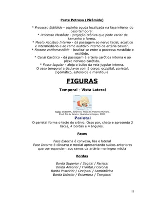 Parte Petrosa (Pirâmide)

* Processo Estilóide - espinha aguda localizada na face inferior do
                           osso temporal.
    * Processo Mastóide - projeção crônica que pode variar de
                         tamanho e forma.
* Meato Acústico Interno - dá passagem ao nervo facial, acústico
  e intermediário e ao ramo auditivo interno da artéria basilar.
* Forame estilomastóide - localiza-se entre o processo mastóide e
                              estilóide.
  * Canal Carótico - dá passagem à artéria carótida interna e ao
                      plexo nervoso carótido.
     * Fossa Jugular - aloja o bulbo da veia jugular interna.
   O osso temporal articula-se com 5 ossos: occipital, parietal,
               zigomático, esfenóide e mandíbula.


                         FIGURAS
                  Temporal - Vista Lateral




               Fonte: SOBOTTA, Johannes. Atlas de Anatomia Humana.
                  21ed. Rio de Janeiro: Guanabara Koogan, 2000.



O parietal forma o tecto do crânio. Osso par, chato e apresenta 2
                  faces, 4 bordas e 4 ângulos.

                                   Faces

             Face Externa é convexa, lisa e lateral
Face Interna é côncava e medial apresentando sulcos anteriores
   que correspondem aos ramos da artéria meningea média

                                  Bordas

               Borda Superior / Sagital / Parietal
               Borda Anterior / Frontal / Coronal
            Borda Posterior / Occipital / Lambdóidea
             Borda Inferior / Escamosa / Temporal




                                                                     11
 