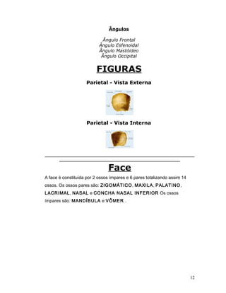 Ângulos

                             Ângulo Frontal
                           Ângulo Esfenoidal
                           Ângulo Mastóideo
                            Ângulo Occipital


                         FIGURAS
                    Parietal - Vista Externa




                    Parietal - Vista Interna




_________________________________________________________
      ______________________________________________

                               Face
A face é constituída por 2 ossos ímpares e 6 pares totalizando assim 14
ossos. Os ossos pares são: ZIGOMÁTICO, MAXILA, PALATINO,
LACRIMAL, NASAL e CONCHA NASAL INFERIOR Os ossos
ímpares são: MANDÍBULA e VÔMER .




                                                                          12
 