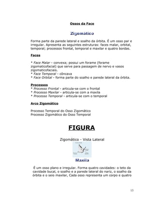 Ossos da Face




Forma parte da parede lateral e soalho da órbita. É um osso par e
irregular. Apresenta as seguintes estruturas: faces malar, orbital,
temporal; processos frontal, temporal e maxilar e quatro bordas.

Faces

* Face Malar - convexa; possui um forame (forame
zigomaticofacial) que serve para passagem de nervo e vasos
zigomaticofaciais.
* Face Temporal - côncava
* Face Orbital - forma parte do soalho e parede lateral da órbita.

Processos
* Processo Frontal - articula-se com o frontal
* Processo Maxilar - articula-se com a maxila
* Processo Temporal - articula-se com o temporal

Arco Zigomático

Processo Temporal do Osso Zigomático
Processo Zigomático do Osso Temporal



                        FIGURA
                   Zigomático - Vista Lateral




 É um osso plano e irregular. Forma quatro cavidades: o teto da
 cavidade bucal, o soalho e a parede lateral do nariz, o soalho da
 órbita e o seio maxilar, Cada osso representa um corpo e quatro



                                                                     13
 