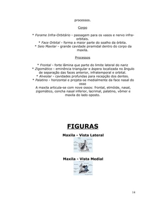 processos.

                             Corpo

* Forame Infra-Orbitário - passagem para os vasos e nervo infra-
                             orbitais.
    * Face Orbital - forma a maior parte do soalho da órbita.
  * Seio Maxilar - grande cavidade piramidal dentro do corpo da
                             maxila.

                           Processos

   * Frontal - forte lâmina que parte do limite lateral do nariz
* Zigomático - eminência triangular e áspera localizada no ângulo
     de separação das faces anterior, infratemporal e orbital.
   * Alveolar - cavidades profundas para recepção dos dentes.
* Palatino - horizontal e projeta-se medialmente da face nasal do
                                osso
  A maxila articula-se com nove ossos: frontal, etmóide, nasal,
  zigomático, concha nasal inferior, lacrimal, palatino, vômer e
                       maxila do lado oposto.




                      FIGURAS
                   Maxila - Vista Lateral




                   Maxila - Vista Medial




                                                               14
 