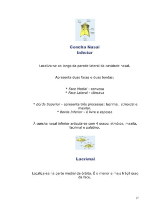 Localiza-se ao longo da parede lateral da cavidade nasal.


              Apresenta duas faces e duas bordas:


                    * Face Medial - convexa
                    * Face Lateral - côncava


* Borda Superior - apresenta três processos: lacrimal, etmoidal e
                           maxilar.
              * Borda Inferior - é livre e espessa


A concha nasal inferior articula-se com 4 ossos: etmóide, maxila,
                       lacrimal e palatino.




Localiza-se na parte medial da órbita. É o menor e mais frágil osso
                             da face.




                                                                 17
 