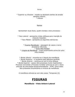 Bordas



 * Superior ou Alveolar - recebe os dezesseis dentes da arcada
                       dentária inferior.
                            * Inferior



                            Ramos


   Apresentam duas faces, quatro bordas e dois processos:


  * Face Lateral - apresenta cristas oblíquas para inserção do
                      músculo masseter.
      * Face Medial - apresenta as seguintes estruturas:


         * Forame Mandibular - passagem de vasos e nervo
                    alveolares inferiores.
                        * Sulco Milo-Hióideo
     * Língula da Mandíbula - crista proeminente acima do sulco
                        milo-hióideo.


     * Borda Inferior - encontra-se o ângulo da mandíbula.
     * Borda Posterior - é recoberta pela glândula parótida.
      * Borda Anterior - continua-se com a linha oblíqua.
  * Borda Superior - possui dois processos muito importantes:
Processo Coronóide e Processo Condilar (articula-se com o disco
articular da articulação temporomandibular - ATM). Entre estes
     dois processos encontramos a incisura da mandíbula.


   A mandíbula articula-se com dois ossos: Temporais (2).



                     FIGURAS
           Mandíbula - Vista Antero-Lateral



                                                                 19
 