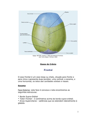 Fonte: NETTER, Frank H.. Atlas de Anatomia Humana.
                          2ed. Porto Alegre: Artmed, 2000.




                            Ossos do Crânio




O osso frontal é um osso largo ou chato, situado para frente e
para cima e apresenta duas porções: uma vertical, a escama, e
uma horizontal, os tetos das cavidades orbitais e nasais.

Escama

Face Externa: esta face é convexa e nela encontramos as
seguintes estruturas:

* Borda Supra-Orbital
* Túber Frontal - 3 centímetros acima da borda supra-orbital.
* Arcos Superciliares - saliências que se estendem lateralmente à
glabela.



                                                                     3
 