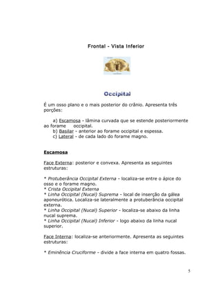 Frontal - Vista Inferior




É um osso plano e o mais posterior do crânio. Apresenta três
porções:

    a) Escamosa - lâmina curvada que se estende posteriormente
ao forame     occipital.
    b) Basilar - anterior ao forame occipital e espessa.
    c) Lateral - de cada lado do forame magno.


Escamosa

Face Externa: posterior e convexa. Apresenta as seguintes
estruturas:

* Protuberância Occipital Externa - localiza-se entre o ápice do
osso e o forame magno.
* Crista Occipital Externa
* Linha Occipital (Nucal) Suprema - local de inserção da gálea
aponeurótica. Localiza-se lateralmente a protuberância occipital
externa.
* Linha Occipital (Nucal) Superior - localiza-se abaixo da linha
nucal suprema.
* Linha Occipital (Nucal) Inferior - logo abaixo da linha nucal
superior.

Face Interna: localiza-se anteriormente. Apresenta as seguintes
estruturas:

* Eminência Cruciforme - divide a face interna em quatro fossas.



                                                                   5
 