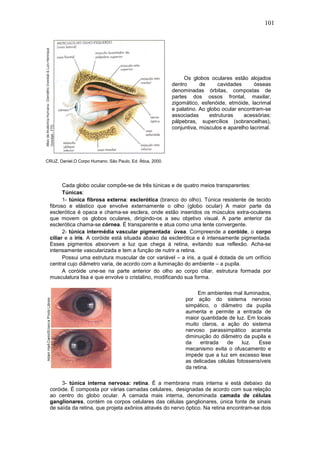 101




                                                                Os globos oculares estão alojados
                                                           dentro      de      cavidades     ósseas
                                                           denominadas órbitas, compostas de
                                                           partes dos ossos frontal, maxilar,
                                                           zigomático, esfenóide, etmóide, lacrimal
                                                           e palatino. Ao globo ocular encontram-se
                                                           associadas      estruturas    acessórias:
                                                           pálpebras, supercílios (sobrancelhas),
                                                           conjuntiva, músculos e aparelho lacrimal.




CRUZ, Daniel.O Corpo Humano. São Paulo, Ed. Ática, 2000.




       Cada globo ocular compõe-se de três túnicas e de quatro meios transparentes:
       Túnicas:
       1- túnica fibrosa externa: esclerótica (branco do olho). Túnica resistente de tecido
 fibroso e elástico que envolve externamente o olho (globo ocular) A maior parte da
 esclerótica é opaca e chama-se esclera, onde estão inseridos os músculos extra-oculares
 que movem os globos oculares, dirigindo-os a seu objetivo visual. A parte anterior da
 esclerótica chama-se córnea. É transparente e atua como uma lente convergente.
       2- túnica intermédia vascular pigmentada: úvea. Compreende a coróide, o corpo
 ciliar e a íris. A coróide está situada abaixo da esclerótica e é intensamente pigmentada.
 Esses pigmentos absorvem a luz que chega à retina, evitando sua reflexão. Acha-se
 intensamente vascularizada e tem a função de nutrir a retina.
       Possui uma estrutura muscular de cor variável – a íris, a qual é dotada de um orifício
 central cujo diâmetro varia, de acordo com a iluminação do ambiente – a pupila.
       A coróide une-se na parte anterior do olho ao corpo ciliar, estrutura formada por
 musculatura lisa e que envolve o cristalino, modificando sua forma.

                                                                     Em ambientes mal iluminados,
                                                                por ação do sistema nervoso
                                                                simpático, o diâmetro da pupila
                                                                aumenta e permite a entrada de
                                                                maior quantidade de luz. Em locais
                                                                muito claros, a ação do sistema
                                                                nervoso parassimpático acarreta
                                                                diminuição do diâmetro da pupila e
                                                                da     entrada   de    luz.   Esse
                                                                mecanismo evita o ofuscamento e
                                                                impede que a luz em excesso lese
                                                                as delicadas células fotossensíveis
                                                                da retina.

      3- túnica interna nervosa: retina. É a membrana mais interna e está debaixo da
 coróide. É composta por várias camadas celulares, designadas de acordo com sua relação
 ao centro do globo ocular. A camada mais interna, denominada camada de células
 ganglionares, contém os corpos celulares das células ganglionares, única fonte de sinais
 de saída da retina, que projeta axônios através do nervo óptico. Na retina encontram-se dois
 