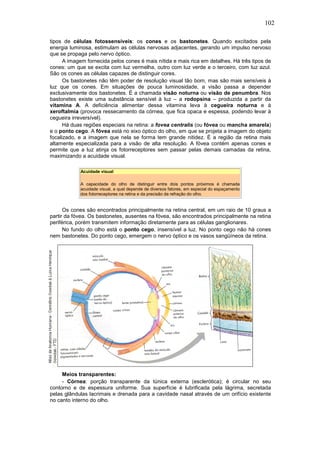 102

tipos de células fotossensíveis: os cones e os bastonetes. Quando excitados pela
energia luminosa, estimulam as células nervosas adjacentes, gerando um impulso nervoso
que se propaga pelo nervo óptico.
      A imagem fornecida pelos cones é mais nítida e mais rica em detalhes. Há três tipos de
cones: um que se excita com luz vermelha, outro com luz verde e o terceiro, com luz azul.
São os cones as células capazes de distinguir cores.
      Os bastonetes não têm poder de resolução visual tão bom, mas são mais sensíveis à
luz que os cones. Em situações de pouca luminosidade, a visão passa a depender
exclusivamente dos bastonetes. É a chamada visão noturna ou visão de penumbra. Nos
bastonetes existe uma substância sensível à luz – a rodopsina – produzida a partir da
vitamina A. A deficiência alimentar dessa vitamina leva à cegueira noturna e à
xeroftalmia (provoca ressecamento da córnea, que fica opaca e espessa, podendo levar à
cegueira irreversível).
      Há duas regiões especiais na retina: a fovea centralis (ou fóvea ou mancha amarela)
e o ponto cego. A fóvea está no eixo óptico do olho, em que se projeta a imagem do objeto
focalizado, e a imagem que nela se forma tem grande nitidez. É a região da retina mais
altamente especializada para a visão de alta resolução. A fóvea contém apenas cones e
permite que a luz atinja os fotorreceptores sem passar pelas demais camadas da retina,
maximizando a acuidade visual.

            Acuidade visual

            A capacidade do olho de distinguir entre dois pontos próximos é chamada
            acuidade visual, a qual depende de diversos fatores, em especial do espaçamento
            dos fotorreceptores na retina e da precisão da refração do olho.


      Os cones são encontrados principalmente na retina central, em um raio de 10 graus a
partir da fóvea. Os bastonetes, ausentes na fóvea, são encontrados principalmente na retina
periférica, porém transmitem informação diretamente para as células ganglionares.
      No fundo do olho está o ponto cego, insensível a luz. No ponto cego não há cones
nem bastonetes. Do ponto cego, emergem o nervo óptico e os vasos sangüíneos da retina.




     Meios transparentes:
     - Córnea: porção transparente da túnica externa (esclerótica); é circular no seu
contorno e de espessura uniforme. Sua superfície é lubrificada pela lágrima, secretada
pelas glândulas lacrimais e drenada para a cavidade nasal através de um orifício existente
no canto interno do olho.
 
