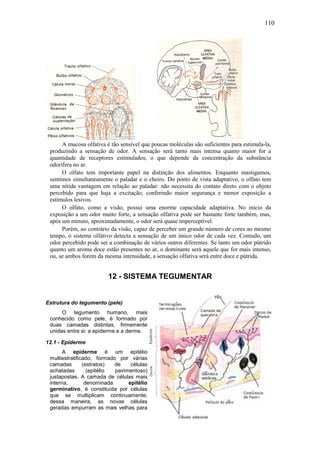 110




      A mucosa olfativa é tão sensível que poucas moléculas são suficientes para estimula-la,
 produzindo a sensação de odor. A sensação será tanto mais intensa quanto maior for a
 quantidade de receptores estimulados, o que depende da concentração da substância
 odorífera no ar.
      O olfato tem importante papel na distinção dos alimentos. Enquanto mastigamos,
 sentimos simultaneamente o paladar e o cheiro. Do ponto de vista adaptativo, o olfato tem
 uma nítida vantagem em relação ao paladar: não necessita do contato direto com o objeto
 percebido para que haja a excitação, conferindo maior segurança e menor exposição a
 estímulos lesivos.
      O olfato, como a visão, possui uma enorme capacidade adaptativa. No início da
 exposição a um odor muito forte, a sensação olfativa pode ser bastante forte também, mas,
 após um minuto, aproximadamente, o odor será quase imperceptível.
      Porém, ao contrário da visão, capaz de perceber um grande número de cores ao mesmo
 tempo, o sistema olfativo detecta a sensação de um único odor de cada vez. Contudo, um
 odor percebido pode ser a combinação de vários outros diferentes. Se tanto um odor pútrido
 quanto um aroma doce estão presentes no ar, o dominante será aquele que for mais intenso,
 ou, se ambos forem da mesma intensidade, a sensação olfativa será entre doce e pútrida.


                         12 - SISTEMA TEGUMENTAR


Estrutura do tegumento (pele)
      O tegumento humano, mais
 conhecido como pele, é formado por
 duas camadas distintas, firmemente
 unidas entre si: a epiderme e a derme.

12.1 - Epiderme
       A epiderme é um epitélio
 multiestratificado, formado por várias
 camadas        (estratos)  de    células
 achatadas        (epitélio pavimentoso)
 justapostas. A camada de células mais
 interna,        denominada      epitélio
 germinativo, é constituída por células
 que se multiplicam continuamente;
 dessa maneira, as novas células
 geradas empurram as mais velhas para
 