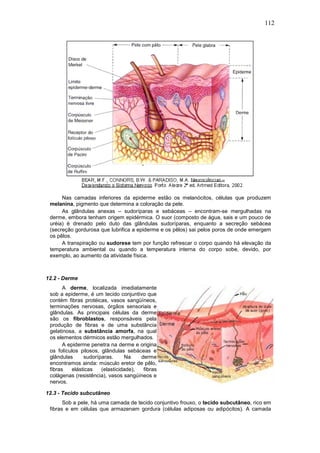 112




      Nas camadas inferiores da epiderme estão os melanócitos, células que produzem
 melanina, pigmento que determina a coloração da pele.
      As glândulas anexas – sudoríparas e sebáceas – encontram-se mergulhadas na
 derme, embora tenham origem epidérmica. O suor (composto de água, sais e um pouco de
 uréia) é drenado pelo duto das glândulas sudoríparas, enquanto a secreção sebácea
 (secreção gordurosa que lubrifica a epiderme e os pêlos) sai pelos poros de onde emergem
 os pêlos.
      A transpiração ou sudorese tem por função refrescar o corpo quando há elevação da
 temperatura ambiental ou quando a temperatura interna do corpo sobe, devido, por
 exemplo, ao aumento da atividade física.



12.2 - Derme
       A derme, localizada imediatamente
 sob a epiderme, é um tecido conjuntivo que
 contém fibras protéicas, vasos sangüíneos,
 terminações nervosas, órgãos sensoriais e
 glândulas. As principais células da derme
 são os fibroblastos, responsáveis pela
 produção de fibras e de uma substância
 gelatinosa, a substância amorfa, na qual
 os elementos dérmicos estão mergulhados.
       A epiderme penetra na derme e origina
 os folículos pilosos, glândulas sebáceas e
 glândulas      sudoríparas.     Na    derme
 encontramos ainda: músculo eretor de pêlo,
 fibras    elásticas   (elasticidade),  fibras
 colágenas (resistência), vasos sangúíneos e
 nervos.

12.3 - Tecido subcutâneo
       Sob a pele, há uma camada de tecido conjuntivo frouxo, o tecido subcutâneo, rico em
 fibras e em células que armazenam gordura (células adiposas ou adipócitos). A camada
 