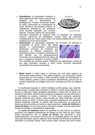 16




  •   Osteoblastos: os osteoblastos sintetizam a
      parte orgânica da matriz óssea, composta por
      colágeno     tipo    I,    glicoproteínas    e
      proteoglicanas. Também concentram fosfato
      de cálcio, participando da mineralização da
      matriz. Durante a alta atividade sintética, os
      osteoblastos destacam-se por apresentar
      muita basofilia (afinidade por corantes
      básicos). Possuem sistema de comunicação
      intercelular semelhante ao existente entre os osteócitos. Os osteócitos
      inclusive originam-se de osteoblastos, quando estes são envolvidos
      completamente por matriz óssea. Então, sua síntese protéica diminui e o seu
      citoplasma torna-se menos basófilo.
  •   Osteoclastos: os osteoclastos participam dos processos de absorção e
      remodelação do tecido ósseo. São células
      gigantes e multinucleadas, extensamente
      ramificadas, derivadas de monócitos que
      atravessam os capilares sangüíneos. Nos
      osteoclastos jovens, o citoplasma apresenta uma
      leve basofilia que vai progressivamente
      diminuindo com o amadurecimento da célula, até
      que o citoplasma finalmente se torna acidófilo
      (com afinidade por corantes ácidos). Dilatações dos osteoclastos, através da
      sua ação enzimática, escavam a matriz óssea, formando depressões
      conhecidas como lacunas de Howship.



  •   Matriz óssea: a matriz óssea é composta por uma parte orgânica (já
      mencionada anteriormente) e uma parte inorgânica cuja composição é dada
      basicamente por íons fosfato e cálcio formando cristais de hidroxiapatita. A
      matriz orgânica, quando o osso se apresenta descalcificado, cora-se com os
      corantes específicos do colágeno (pois ela é composta por 95% de colágeno
      tipo I).

     A classificação baseada no critério histológico admite apenas duas variantes
de tecido ósseo: o tecido ósseo compacto ou denso e o tecido ósseo esponjoso ou
lacunar ou reticulado. Essas variedades apresentam o mesmo tipo de célula e de
substância intercelular, diferindo entre si apenas na disposição de seus elementos e
na quantidade de espaços medulares. O tecido ósseo esponjoso apresenta
espaços medulares mais amplos, sendo formado por várias trabéculas, que dão
aspecto poroso ao tecido. O tecido ósseo compacto praticamente não apresenta
espaços medulares, existindo, no entanto, além dos canalículos, um conjunto de
canais que são percorridos por nervos e vasos sangüíneos: canais de Volkmann e
canais de Havers. Por ser uma estrutura inervada e irrigada, os ossos apresentam
grande sensibilidade e capacidade de regeneração.
     Os canais de Volkmann partem da superfície do osso (interna ou externa),
possuindo uma trajetória perpendicular em relação ao eixo maior do osso. Esses
canais comunicam-se com os canais de Havers, que percorrem o osso
longitudinalmente e que podem comunicar-se por projeções laterais. Ao redor de
cada canal de Havers, pode-se observar várias lamelas concêntricas de substância
intercelular e de células ósseas. Cada conjunto deste, formado pelo canal central
 