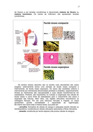 17

de Havers e por lamelas concêntricas é denominado sistema de Havers ou
sistema haversiano. Os canais de Volkmann não apresentam lamelas
concêntricas.



                                      Tecido ósseo compacto




                                      Tecido ósseo esponjoso




      Os tecidos ósseos descritos são os tecidos mais abundantes dos ossos
(órgãos): externamente temos uma camada de tecido ósseo compacto e
internamente, de tecido ósseo esponjoso. Os ossos são revestidos externa e
internamente por membranas denominadas periósteo e endósteo, respectivamente.
Ambas as membranas são vascularizadas e suas células transformam-se em
osteoblastos. Portanto, são importantes na nutrição e oxigenação das células do
tecido ósseo e como fonte de osteoblastos para o crescimento dos ossos e
reparação das fraturas. Além disto, nas regiões articulares encontramos as
cartilagens fibrosas. Por ser uma estrutura inervada e irrigada, os ossos
apresentam      grande      sensibilidade    e    capacidade     de     regeneração.
No interior dos ossos está a medula óssea, que pode ser:
      vermelha: formadora de células do sangue e plaquetas (tecido reticular ou
hematopoiético): constituída por células reticulares associadas a fibras reticulares.
      amarela: constituída por tecido adiposo (não produz células do sangue).
 