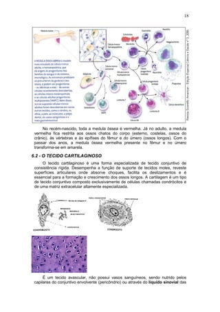 18




      No recém-nascido, toda a medula óssea é vermelha. Já no adulto, a medula
 vermelha fica restrita aos ossos chatos do corpo (esterno, costelas, ossos do
 crânio), às vértebras e às epífises do fêmur e do úmero (ossos longos). Com o
 passar dos anos, a medula óssea vermelha presente no fêmur e no úmero
 transforma-se em amarela.

6.2 - O TECIDO CARTILAGINOSO
      O tecido cartilaginoso é uma forma especializada de tecido conjuntivo de
 consistência rígida. Desempenha a função de suporte de tecidos moles, reveste
 superfícies articulares onde absorve choques, facilita os deslizamentos e é
 essencial para a formação e crescimento dos ossos longos. A cartilagem é um tipo
 de tecido conjuntivo composto exclusivamente de células chamadas condrócitos e
 de uma matriz extracelular altamente especializada.




      É um tecido avascular, não possui vasos sanguíneos, sendo nutrido pelos
 capilares do conjuntivo envolvente (pericôndrio) ou através do líquido sinovial das
 