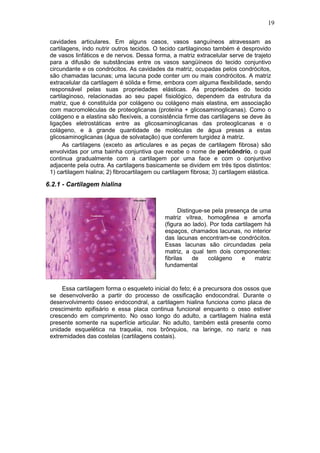 19

 cavidades articulares. Em alguns casos, vasos sanguíneos atravessam as
 cartilagens, indo nutrir outros tecidos. O tecido cartilaginoso também é desprovido
 de vasos linfáticos e de nervos. Dessa forma, a matriz extracelular serve de trajeto
 para a difusão de substâncias entre os vasos sangüíneos do tecido conjuntivo
 circundante e os condrócitos. As cavidades da matriz, ocupadas pelos condrócitos,
 são chamadas lacunas; uma lacuna pode conter um ou mais condrócitos. A matriz
 extracelular da cartilagem é sólida e firme, embora com alguma flexibilidade, sendo
 responsável pelas suas propriedades elásticas. As propriedades do tecido
 cartilaginoso, relacionadas ao seu papel fisiológico, dependem da estrutura da
 matriz, que é constituída por colágeno ou colágeno mais elastina, em associação
 com macromoléculas de proteoglicanas (proteína + glicosaminoglicanas). Como o
 colágeno e a elastina são flexíveis, a consistência firme das cartilagens se deve às
 ligações eletrostáticas entre as glicosaminoglicanas das proteoglicanas e o
 colágeno, e à grande quantidade de moléculas de água presas a estas
 glicosaminoglicanas (água de solvatação) que conferem turgidez à matriz.
       As cartilagens (exceto as articulares e as peças de cartilagem fibrosa) são
 envolvidas por uma bainha conjuntiva que recebe o nome de pericôndrio, o qual
 continua gradualmente com a cartilagem por uma face e com o conjuntivo
 adjacente pela outra. As cartilagens basicamente se dividem em três tipos distintos:
 1) cartilagem hialina; 2) fibrocartilagem ou cartilagem fibrosa; 3) cartilagem elástica.

6.2.1 - Cartilagem hialina



                                                    Distingue-se pela presença de uma
                                              matriz vítrea, homogênea e amorfa
                                              (figura ao lado). Por toda cartilagem há
                                              espaços, chamados lacunas, no interior
                                              das lacunas encontram-se condrócitos.
                                              Essas lacunas são circundadas pela
                                              matriz, a qual tem dois componentes:
                                              fibrilas    de   colágeno     e    matriz
                                              fundamental


      Essa cartilagem forma o esqueleto inicial do feto; é a precursora dos ossos que
 se desenvolverão a partir do processo de ossificação endocondral. Durante o
 desenvolvimento ósseo endocondral, a cartilagem hialina funciona como placa de
 crescimento epifisário e essa placa continua funcional enquanto o osso estiver
 crescendo em comprimento. No osso longo do adulto, a cartilagem hialina está
 presente somente na superfície articular. No adulto, também está presente como
 unidade esquelética na traquéia, nos brônquios, na laringe, no nariz e nas
 extremidades das costelas (cartilagens costais).
 