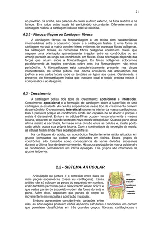 21

 no pavilhão da orelha, nas paredes do canal auditivo externo, na tuba auditiva e na
 laringe. Em todos estes locais há pericôndrio circundante. Diferentemente da
 cartilagem hialina, a cartilagem elástica não se calcifica.

6.2.3 - Fibrocartilagem ou Cartilagem fibrosa
       A cartilagem fibrosa ou fibrocartilagem é um tecido com características
 intermediárias entre o conjuntivo denso e a cartilagem hialina. É uma forma de
 cartilagem na qual a matriz contém feixes evidentes de espessas fibras colágenas.
 Na cartilagem fibrosa, as numerosas fibras colágenas constituem feixes, que
 seguem uma orientação aparentemente irregular entre os condrócitos ou um
 arranjo paralelo ao longo dos condrócitos em fileiras. Essa orientação depende das
 forças que atuam sobre a fibrocartilagem. Os feixes colágenos colocam-se
 paralelamente às trações exercidas sobre eles. Na fibrocartilagem não existe
 pericôndrio. A fibrocartilagem está caracteristicamente presente nos discos
 intervertebrais, na sínfise púbica, nos discos articulares das articulações dos
 joelhos e em certos locais onde os tendões se ligam aos ossos. Geralmente, a
 presença de fibrocartilagem indica que naquele local o tecido precisa resistir à
 compressão e ao desgaste.



6.3 - Crescimento
       A cartilagem possui dois tipos de crescimento: aposicional e intersticial.
 Crescimento aposicional é a formação de cartilagem sobre a superfície de uma
 cartilagem já existente. As células empenhadas nesse tipo de crescimento derivam
 do pericôndrio. O crescimento intersticial ocorre no interior da massa cartilaginosa.
 Isso é possível porque os condrócitos ainda são capazes de se dividir e porque a
 matriz é distensível. Embora as células-filhas ocupem temporariamente a mesma
 lacuna, separam-se quando secretam nova matriz extracelular. Quando parte desta
 última matriz é secretada, forma-se uma divisão entre as células e, neste ponto,
 cada célula ocupa sua própria lacuna. Com a continuidade da secreção da matriz,
 as células ficam ainda mais separadas entre si.
       Na cartilagem do adulto, os condrócitos freqüentemente estão situados em
 grupos compactos ou podem estar alinhados em fileiras. Esses grupos de
 condrócitos são formados como conseqüência de várias divisões sucessivas
 durante a última fase de desenvolvimento. Há pouca produção de matriz adicional e
 os condrócitos permanecem em íntima aposição. Tais grupos são chamados de
 grupos isógenos.




                        2.2 - SISTEMA ARTICULAR

       Articulação ou juntura é a conexão entre duas ou
 mais peças esqueléticas (ossos ou cartilagens). Essas
 uniões não só colocam as peças do esqueleto em contato,
 como também permitem que o crescimento ósseo ocorra e
 que certas partes do esqueleto mudem de forma durante o
 parto. Além disto, capacitam que partes do corpo se
 movimentem em resposta a contração muscular.
       Embora apresentem consideráveis variações entre
 elas, as articulações possuem certos aspectos estruturais e funcionais em comum
 que permitem classificá-las em três grandes grupos: fibrosas, cartilaginosas e
 