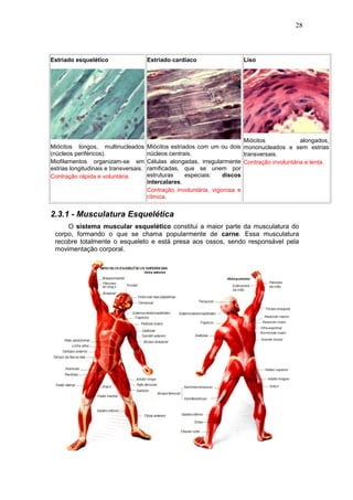 28



Estriado esquelético                    Estriado cardíaco                 Liso




                                                                           Miócitos            alongados,
Miócitos longos, multinucleados         Miócitos estriados com um ou dois mononucleados e sem estrias
(núcleos periféricos).                  núcleos centrais.                  transversais.
Miofilamentos organizam-se em           Células alongadas, irregularmente Contração involuntária e lenta.
estrias longitudinais e transversais.   ramificadas, que se unem por
Contração rápida e voluntária           estruturas     especiais:   discos
                                        intercalares.
                                        Contração involuntária, vigorosa e
                                        rítmica.


2.3.1 - Musculatura Esquelética
     O sistema muscular esquelético constitui a maior parte da musculatura do
 corpo, formando o que se chama popularmente de carne. Essa musculatura
 recobre totalmente o esqueleto e está presa aos ossos, sendo responsável pela
 movimentação corporal.
 