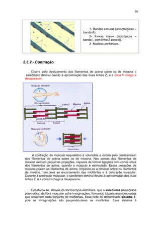 30




                                               1- Bandas escuras (anisotrópicas –
                                           banda A).
                                               2- Faixas claras (isotrópicas –
                                           banda I, com linha Z central).
                                               3- Núcleos periféricos.




2.3.2 - Contração

      Ocorre pelo deslizamento dos filamentos de actina sobre os de miosina c
  sarcômero diminui devido à aproximação das duas linhas Z, e a zona H chega a
 desaparecer.




      A contração do músculo esquelético é voluntária e ocorre pelo deslizamento
 dos filamentos de actina sobre os de miosina. Nas pontas dos filamentos de
 miosina existem pequenas projeções, capazes de formar ligações com certos sítios
 dos filamentos de actina, quando o músculo é estimulado. Essas projeções de
 miosina puxam os filamentos de actina, forçando-os a deslizar sobre os filamentos
 de miosina. Isso leva ao encurtamento das miofibrilas e à contração muscular.
 Durante a contração muscular, o sarcômero diminui devido à aproximação das duas
 linhas Z, e a zona H chega a desaparecer.


     Constatou-se, através de microscopia eletrônica, que o sarcolema (membrana
 plasmática) da fibra muscular sofre invaginações, formando túbulos anastomosados
 que envolvem cada conjunto de miofibrilas. Essa rede foi denominada sistema T,
 pois as invaginações são perpendiculares as miofibrilas. Esse sistema é
 