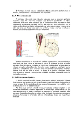 32

     3. A energia liberada provoca o deslizamento da actina entre os filamentos de
 miosina, caracterizando o encurtamento das miofibrilas.

2.3.4 - Musculatura Lisa
      A estriação não existe nos músculos viscerais, que se chamam, portanto,
 músculos lisos. Os músculos viscerais são também constituídos de fibras
 fusiformes, mas muito mais curtas do que as fibras musculares esqueléticas: têm,
 na verdade, um tamanho que varia de 30 a 450 mícrons. Têm, além disso, um só
 núcleo e não são comandados pela vontade, ou seja, sua contração é involuntária,
 além de lenta. As fibras lisas recebem, também, vasos e nervos sensitivos e
 motores provenientes do sistema nervoso autônomo.




      Embora a contração do músculo liso também seja regulada pela concentração
 intracelular de íons cálcio, a resposta da célula é diferente da dos músculos
 estriados. Quando há uma excitação da membrana, os íons cálcio armazenados no
 retículo sarcoplasmático são então liberados para o citoplasma e se ligam a uma
 proteína, a calmodulina. Esse complexo ativa uma enzima que fosforila a miosina e
 permite que ela se ligue à actina. A actina e a miosina interagem então
 praticamente da mesma forma que nos músculos estriados, resultando então na
 contração muscular.

2.3.5 - Musculatura Cardíaca
      O tecido muscular cardíaco forma o músculo do coração (miocárdio). Apesar
 de apresentar estrias transversais, suas fibras contraem-se independentemente da
 nossa vontade, de forma rápida e rítmica, características estas, intermediárias entre
 os dois outros tipos de tecido muscular
      As fibras que formam o tecido muscular estriado cardíaco dispõem-se em
 feixes bem compactos, dando a impressão, ao microscópio óptico comum, de que
 não há limite entre as fibras. Entretanto, ao microscópio eletrônico podemos notar
 que suas fibras são alongadas e unidas entre si através de delgadas membranas
 celulares, formando os chamados discos intercalares, típicos da musculatura
 cardíaca.
 