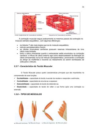 34




    A contração muscular segue praticamente os mesmos passos da contração no
 músculo estriado esquelético , com algumas diferenças :

   •   os túbulos T são mais largos que os do músculo esquelético;
   •   retículo sarcoplasmático menor;
   •   as células musculares cardíacas possuem reservas intracelulares de íons
       cálcio mais limitada;
   •   tanto o cálcio intracelular quanto o extracelular estão envolvidos na contração
       cardíaca: o influxo de cálcio externo age como desencadeador da liberação do
       cálcio armazenado na luz do retículo sarcoplasmático, provocando a contração
       ao atingir as miofibrilas e levando ao relaxamento ao serem bombeados de
       volta para o retículo.

2.3.7 - Característica do Tecido Muscular


        O Tecido Muscular possui quatro características principais que são importantes na
compreensão de suas funções:
   Excitabilidade – capacidade do tecido muscular de receber e responder a estímulos;
   Contratilidade - capacidade de encurta-se e espessar;
   Extensibilidade – capacidade do tecido de distender-se;
   Elasticidade – capacidade do tecido de voltar a sua forma após uma contração ou
extensão.

1.3.8 – TIPOS DE MÚSCULOS
 