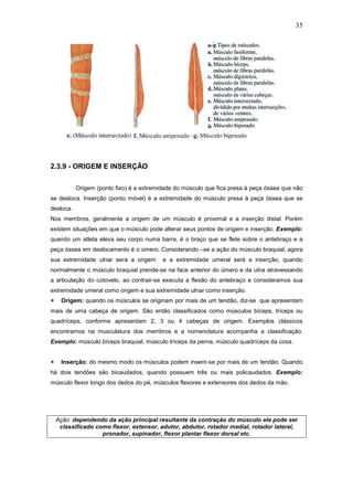35




2.3.9 - ORIGEM E INSERÇÃO


           Origem (ponto fixo) é a extremidade do músculo que fica presa à peça óssea que não
se desloca. Inserção (ponto móvel) é a extremidade do músculo presa à peça óssea que se
desloca.
Nos membros, geralmente a origem de um músculo é proximal e a inserção distal. Porém
existem situações em que o músculo pode alterar seus pontos de origem e inserção. Exemplo:
quando um atleta eleva seu corpo numa barra, é o braço que se flete sobre o antebraço e a
peça óssea em deslocamento é o úmero. Considerando –se a ação do músculo braquial, agora
sua extremidade ulnar será a origem       e a extremidade umeral será a inserção, quando
normalmente o músculo braquial prende-se na face anterior do úmero e da ulna atravessando
a articulação do cotovelo, ao contrair-se executa a flexão do antebraço e consideramos sua
extremidade umeral como origem e sua extremidade ulnar como inserção.
   Origem: quando os músculos se originam por mais de um tendão, diz-se que apresentam
mais de uma cabeça de origem. São então classificados como músculos bíceps, tríceps ou
quadríceps, conforme apresentam 2, 3 ou 4 cabeças de origem. Exemplos clássicos
encontramos na musculatura dos membros e a nomenclatura acompanha a classificação.
Exemplo: músculo bíceps braquial, músculo tríceps da perna, músculo quadríceps da coxa.


   Inserção: do mesmo modo os músculos podem inserir-se por mais de um tendão. Quando
há dois tendões são bicaudados, quando possuem três ou mais policaudados. Exemplo:
músculo flexor longo dos dedos do pé, músculos flexores e extensores dos dedos da mão.




 Ação: dependendo da ação principal resultante da contração do músculo ele pode ser
  classificado como flexor, extensor, adutor, abdutor, rotador medial, rotador lateral,
                 pronador, supinador, flexor plantar flexor dorsal etc.
 