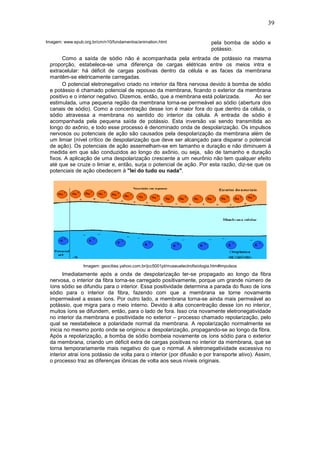 39

Imagem: www.epub.org.br/cm/n10/fundamentos/animation.html                       pela bomba de sódio e
                                                                                potássio.
       Como a saída de sódio não é acompanhada pela entrada de potássio na mesma
 proporção, estabelece-se uma diferença de cargas elétricas entre os meios intra e
 extracelular: há déficit de cargas positivas dentro da célula e as faces da membrana
 mantêm-se eletricamente carregadas.
       O potencial eletronegativo criado no interior da fibra nervosa devido à bomba de sódio
 e potássio é chamado potencial de repouso da membrana, ficando o exterior da membrana
 positivo e o interior negativo. Dizemos, então, que a membrana está polarizada.       Ao ser
 estimulada, uma pequena região da membrana torna-se permeável ao sódio (abertura dos
 canais de sódio). Como a concentração desse íon é maior fora do que dentro da célula, o
 sódio atravessa a membrana no sentido do interior da célula. A entrada de sódio é
 acompanhada pela pequena saída de potássio. Esta inversão vai sendo transmitida ao
 longo do axônio, e todo esse processo é denominado onda de despolarização. Os impulsos
 nervosos ou potenciais de ação são causados pela despolarização da membrana além de
 um limiar (nível crítico de despolarização que deve ser alcançado para disparar o potencial
 de ação). Os potenciais de ação assemelham-se em tamanho e duração e não diminuem à
 medida em que são conduzidos ao longo do axônio, ou seja, são de tamanho e duração
 fixos. A aplicação de uma despolarização crescente a um neurônio não tem qualquer efeito
 até que se cruze o limiar e, então, surja o potencial de ação. Por esta razão, diz-se que os
 potenciais de ação obedecem à "lei do tudo ou nada".




                 Imagem: geocities.yahoo.com.br/jcc5001pt/museuelectrofisiologia.htm#impulsos
       Imediatamente após a onda de despolarização ter-se propagado ao longo da fibra
 nervosa, o interior da fibra torna-se carregado positivamente, porque um grande número de
 íons sódio se difundiu para o interior. Essa positividade determina a parada do fluxo de íons
 sódio para o interior da fibra, fazendo com que a membrana se torne novamente
 impermeável a esses íons. Por outro lado, a membrana torna-se ainda mais permeável ao
 potássio, que migra para o meio interno. Devido à alta concentração desse íon no interior,
 muitos íons se difundem, então, para o lado de fora. Isso cria novamente eletronegatividade
 no interior da membrana e positividade no exterior – processo chamado repolarização, pelo
 qual se reestabelece a polaridade normal da membrana. A repolarização normalmente se
 inicia no mesmo ponto onde se originou a despolarização, propagando-se ao longo da fibra.
 Após a repolarização, a bomba de sódio bombeia novamente os íons sódio para o exterior
 da membrana, criando um déficit extra de cargas positivas no interior da membrana, que se
 torna temporariamente mais negativo do que o normal. A eletronegatividade excessiva no
 interior atrai íons potássio de volta para o interior (por difusão e por transporte ativo). Assim,
 o processo traz as diferenças iônicas de volta aos seus níveis originais.
 