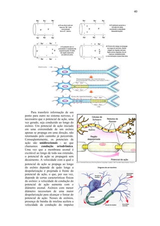 40




     Para transferir informação de um
ponto para outro no sistema nervoso, é
necessário que o potencial de ação, uma
vez gerado, seja conduzido ao longo do
axônio. Um potencial de ação iniciado
em uma extremidade de um axônio
apenas se propaga em uma direção, não
retornando pelo caminho já percorrido.
Conseqüentemente, os potenciais de
ação são unidirecionais - ao que
chamamos condução ortodrômica.
Uma vez que a membrana axonal é
excitável ao longo de toda sua extensão,
o potencial de ação se propagará sem
decaimento. A velocidade com a qual o
potencial de ação se propaga ao longo
do axônio depende de quão longe a
despolarização é projetada à frente do
potencial de ação, o que, por sua vez,
depende de certas características físicas
do axônio: a velocidade de condução do
potencial de ação aumenta com o
diâmetro axonal. Axônios com menor
diâmetro necessitam de uma maior
despolarização para alcançar o limiar do
potencial de ação. Nesses de axônios,
presença de bainha de mielina acelera a
velocidade da condução do impulso
 