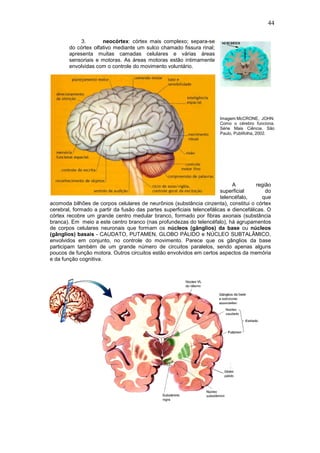 44

             3.       neocórtex: córtex mais complexo; separa-se
        do córtex olfativo mediante um sulco chamado fissura rinal;
        apresenta muitas camadas celulares e várias áreas
        sensoriais e motoras. As áreas motoras estão intimamente
        envolvidas com o controle do movimento voluntário.




                                                                       Imagem:McCRONE, JOHN.
                                                                       Como o cérebro funciona.
                                                                       Série Mais Ciência. São
                                                                       Paulo, Publifolha, 2002.




                                                                             A         região
                                                                        superficial        do
                                                                        telencéfalo,     que
acomoda bilhões de corpos celulares de neurônios (substância cinzenta), constitui o córtex
cerebral, formado a partir da fusão das partes superficiais telencefálicas e diencefálicas. O
córtex recobre um grande centro medular branco, formado por fibras axonais (substância
branca). Em meio a este centro branco (nas profundezas do telencéfalo), há agrupamentos
de corpos celulares neuronais que formam os núcleos (gânglios) da base ou núcleos
(gânglios) basais - CAUDATO, PUTAMEN, GLOBO PÁLIDO e NÚCLEO SUBTALÂMICO,
envolvidos em conjunto, no controle do movimento. Parece que os gânglios da base
participam também de um grande número de circuitos paralelos, sendo apenas alguns
poucos de função motora. Outros circuitos estão envolvidos em certos aspectos da memória
e da função cognitiva.
 