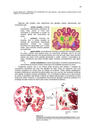45

Imagem: BEAR, M.F., CONNORS, B.W. & PARADISO, M.A. Neurociências – Desvendando o Sistema Nervoso. Porto
Alegre 2ª ed, Artmed Editora, 2002.




      Algumas das funções mais específicas dos gânglios basais relacionadas aos
 movimentos são:
              1.        núcleo caudato: controla
         movimentos intencionais grosseiros do
         corpo (isso ocorre a nível sub-
         consciente e consciente) e auxilia no
         controle global dos movimentos do
         corpo.
              2.        putamen: funciona em
         conjunto com o núcleo caudato no
         controle de movimentos intensionais
         grosseiros.     Ambos        os     núcleos
         funcionam em associação com o córtex
         motor, para controlar diversos padrões
         de movimento.
              3.        globo pálido: provavelmente controla a posição das principais partes
         do corpo, quando uma pessoa inicia um movimento complexo, Isto é, se uma
         pessoa deseja executar uma função precisa com uma de suas mãos, deve primeiro
         colocar seu corpo numa posição apropriada e, então, contrair a musculatura do
         braço. Acredita-se que essas funções sejam iniciadas, principalmente, pelo globo
         pálido.
              4.        núcleo subtalâmico e áreas associadas: controlam possivelmente os
         movimentos da marcha e talvez outros tipos de motilidade grosseira do corpo.
      Evidências indicam que a via motora direta funciona para facilitar a iniciação de
 movimentos voluntários por meio dos gânglios da base. Essa via origina-se com uma
 conexão excitatória do córtex para as células do putamen. Estas células estabelecem
 sinapses inibitórias em neurônios do globo pálido, que, por sua vez, faz conexões inibitórias
 com células do tálamo (núcleo ventrolateral - VL). A conexão do tálamo com a área motora
 do córtex é excitatória. Ela facilita o disparo de células relacionadas a movimentos na área
 motora do córtex. Portanto, a conseqüência funcional da ativação cortical do putâmen é a
 excitação da área motora do córtex pelo núcleo ventrolateral do tálamo.
 