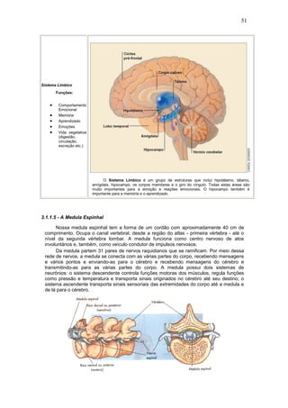 51




Sistema Límbico
        Funções:


    •    Comportamento
         Emocional
    •    Memória
    •    Aprendizado
    •    Emoções
    •    Vida vegetativa
         (digestão,
         circulação,
         excreção etc.)




                                 O Sistema Límbico é um grupo de estruturas que inclui hipotálamo, tálamo,
                           amígdala, hipocampo, os corpos mamilares e o giro do cíngulo. Todas estas áreas são
                           muito importantes para a emoção e reações emocionais. O hipocampo também é
                           importante para a memória e o aprendizado.




3.1.1.5 - A Medula Espinhal

      Nossa medula espinhal tem a forma de um cordão com aproximadamente 40 cm de
 comprimento. Ocupa o canal vertebral, desde a região do atlas - primeira vértebra - até o
 nível da segunda vértebra lombar. A medula funciona como centro nervoso de atos
 involuntários e, também, como veículo condutor de impulsos nervosos.
      Da medula partem 31 pares de nervos raquidianos que se ramificam. Por meio dessa
 rede de nervos, a medula se conecta com as várias partes do corpo, recebendo mensagens
 e vários pontos e enviando-as para o cérebro e recebendo mensagens do cérebro e
 transmitindo-as para as várias partes do corpo. A medula possui dois sistemas de
 neurônios: o sistema descendente controla funções motoras dos músculos, regula funções
 como pressão e temperatura e transporta sinais originados no cérebro até seu destino; o
 sistema ascendente transporta sinais sensoriais das extremidades do corpo até a medula e
 de lá para o cérebro.
 