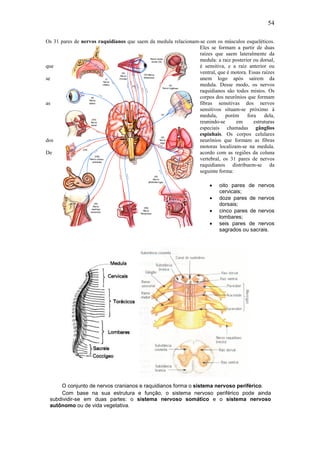 54

Os 31 pares de nervos raquidianos que saem da medula relacionam-se com os músculos esqueléticos.
                                                                Eles se formam a partir de duas
                                                                raízes que saem lateralmente da
                                                                medula: a raiz posterior ou dorsal,
que                                                             é sensitiva, e a raiz anterior ou
                                                                ventral, que é motora. Essas raízes
se                                                              unem logo após saírem da
                                                                medula. Desse modo, os nervos
                                                                raquidianos são todos mistos. Os
                                                                corpos dos neurônios que formam
as                                                              fibras sensitivas dos nervos
                                                                sensitivos situam-se próximo à
                                                                medula,     porém     fora    dela,
                                                                reunindo-se      em      estruturas
                                                                especiais chamadas gânglios
                                                                espinhais. Os corpos celulares
dos                                                             neurônios que formam as fibras
                                                                motoras localizam-se na medula.
De                                                              acordo com as regiões da coluna
                                                                vertebral, os 31 pares de nervos
                                                                raquidianos distribuem-se da
                                                                seguinte forma:

                                                                      •    oito pares de nervos
                                                                           cervicais;
                                                                      •    doze pares de nervos
                                                                           dorsais;
                                                                      •    cinco pares de nervos
                                                                           lombares;
                                                                      •    seis pares de nervos
                                                                           sagrados ou sacrais.




     O conjunto de nervos cranianos e raquidianos forma o sistema nervoso periférico.
     Com base na sua estrutura e função, o sistema nervoso periférico pode ainda
 subdividir-se em duas partes: o sistema nervoso somático e o sistema nervoso
 autônomo ou de vida vegetativa.
 