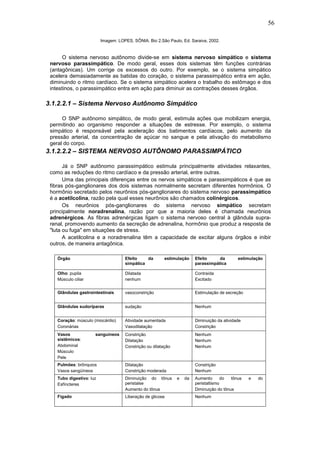 56

                          Imagem: LOPES, SÔNIA. Bio 2.São Paulo, Ed. Saraiva, 2002.


       O sistema nervoso autônomo divide-se em sistema nervoso simpático e sistema
 nervoso parassimpático. De modo geral, esses dois sistemas têm funções contrárias
 (antagônicas). Um corrige os excessos do outro. Por exemplo, se o sistema simpático
 acelera demasiadamente as batidas do coração, o sistema parassimpático entra em ação,
 diminuindo o ritmo cardíaco. Se o sistema simpático acelera o trabalho do estômago e dos
 intestinos, o parassimpático entra em ação para diminuir as contrações desses órgãos.

3.1.2.2.1 – Sistema Nervoso Autônomo Simpático

      O SNP autônomo simpático, de modo geral, estimula ações que mobilizam energia,
 permitindo ao organismo responder a situações de estresse. Por exemplo, o sistema
 simpático é responsável pela aceleração dos batimentos cardíacos, pelo aumento da
 pressão arterial, da concentração de açúcar no sangue e pela ativação do metabolismo
 geral do corpo.
3.1.2.2.2 – SISTEMA NERVOSO AUTÔNOMO PARASSIMPÁTICO

       Já o SNP autônomo parassimpático estimula principalmente atividades relaxantes,
 como as reduções do ritmo cardíaco e da pressão arterial, entre outras.
       Uma das principais diferenças entre os nervos simpáticos e parassimpáticos é que as
 fibras pós-ganglionares dos dois sistemas normalmente secretam diferentes hormônios. O
 hormônio secretado pelos neurônios pós-ganglionares do sistema nervoso parassimpático
 é a acetilcolina, razão pela qual esses neurônios são chamados colinérgicos.
       Os neurônios pós-ganglionares do sistema nervoso simpático secretam
 principalmente noradrenalina, razão por que a maioria deles é chamada neurônios
 adrenérgicos. As fibras adrenérgicas ligam o sistema nervoso central à glândula supra-
 renal, promovendo aumento da secreção de adrenalina, hormônio que produz a resposta de
 "luta ou fuga" em situações de stress.
       A acetilcolina e a noradrenalina têm a capacidade de excitar alguns órgãos e inibir
 outros, de maneira antagônica.

    Órgão                            Efeito    da        estimulação    Efeito     da        estimulação
                                     simpática                          parassimpática

    Olho: pupila                     Dilatada                           Contraída
    Músculo ciliar                   nenhum                             Excitado


    Glândulas gastrointestinais      vasoconstrição                     Estimulação de secreção


    Glândulas sudoríparas            sudação                            Nenhum


    Coração: músculo (miocárdio)     Atividade aumentada                Diminuição da atividade
    Coronárias                       Vasodilatação                      Constrição
    Vasos             sanguíneos     Constrição                         Nenhum
    sistêmicos:                      Dilatação                          Nenhum
    Abdominal                        Constrição ou dilatação            Nenhum
    Músculo
    Pele
    Pulmões: brônquios               Dilatação                          Constrição
    Vasos sangüíneos                 Constrição moderada                Nenhum
    Tubo digestivo: luz              Diminuição do tônus       e   da   Aumento       do  tônus   e   do
    Esfíncteres                      peristalse                         peristaltismo
                                     Aumento do tônus                   Diminuição do tônus
    Fígado                           Liberação de glicose               Nenhum
 