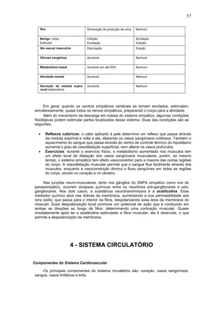 57

   Rim                         Diminuição da produção de urina   Nenhum


   Bexiga: corpo               Inibição                          Excitação
   Esfíncter                   Excitação                         Inibição
   Ato sexual masculino        Ejaculação                        Ereção


   Glicose sangüínea           Aumento                           Nenhum


   Metabolismo basal           Aumento em até 50%                Nenhum


   Atividade mental            Aumento                           Nenhum


   Secreção da medula supra-   Aumento                           Nenhum
   renal (adrenalina)




      Em geral, quando os centros simpáticos cerebrais se tornam excitados, estimulam,
simultaneamente, quase todos os nervos simpáticos, preparando o corpo para a atividade.
      Além do mecanismo da descarga em massa do sistema simpático, algumas condições
fisiológicas podem estimular partes localizadas desse sistema. Duas das condições são as
seguintes:

  •   Reflexos calóricos: o calor aplicado à pele determina um reflexo que passa através
      da medula espinhal e volta a ela, dilatando os vasos sangüíneos cutâneos. Também o
      aquecimento do sangue que passa através do centro de controle térmico do hipotálamo
      aumenta o grau de vasodilatação superficial, sem alterar os vasos profundos.
  •   Exercícios: durante o exercício físico, o metabolismo aumentado nos músculos tem
      um efeito local de dilatação dos vasos sangüíneos musculares; porém, ao mesmo
      tempo, o sistema simpático tem efeito vasoconstritor para a maioria das outras regiões
      do corpo. A vasodilatação muscular permite que o sangue flua facilmente através dos
      músculos, enquanto a vasoconstrição diminui o fluxo sangüíneo em todas as regiões
      do corpo, exceto no coração e no cérebro.

     Nas junções neuro-musculares, tanto nos gânglios do SNPA simpático como nos do
parassimpático, ocorrem sinapses químicas entre os neurônios pré-ganglionares e pós-
ganglionares. Nos dois casos, a substância neurotransmissora é a acetilcolina. Esse
mediador químico atua nas dobras da membrana, aumentando a sua permeabilidade aos
íons sódio, que passa para o interior da fibra, despolarizando essa área da membrana do
músculo. Essa despolarização local promove um potencial de ação que é conduzido em
ambas as direções ao longo da fibra, determinando uma contração muscular. Quase
imediatamente após ter a acetilcolina estimulado a fibra muscular, ela é destruída, o que
permite a despolarização da membrana.




                       4 - SISTEMA CIRCULATÓRIO

Componentes do Sistema Cardiovascular

    Os principais componentes do sistema circulatório são: coração, vasos sangüíneos,
sangue, vasos linfáticos e linfa.
 