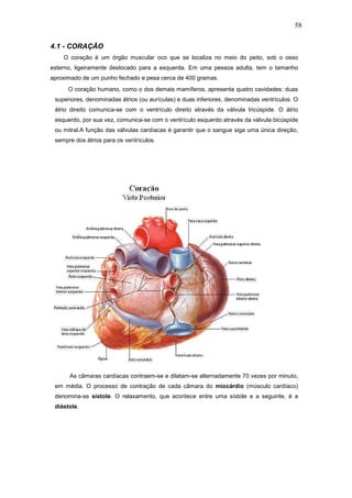 58

4.1 - CORAÇÃO
    O coração é um órgão muscular oco que se localiza no meio do peito, sob o osso
esterno, ligeiramente deslocado para a esquerda. Em uma pessoa adulta, tem o tamanho
aproximado de um punho fechado e pesa cerca de 400 gramas.
      O coração humano, como o dos demais mamíferos, apresenta quatro cavidades: duas
 superiores, denominadas átrios (ou aurículas) e duas inferiores, denominadas ventrículos. O
 átrio direito comunica-se com o ventrículo direito através da válvula tricúspide. O átrio
 esquerdo, por sua vez, comunica-se com o ventrículo esquerdo através da válvula bicúspide
 ou mitral.A função das válvulas cardíacas é garantir que o sangue siga uma única direção,
 sempre dos átrios para os ventrículos.




      As câmaras cardíacas contraem-se e dilatam-se alternadamente 70 vezes por minuto,
 em média. O processo de contração de cada câmara do miocárdio (músculo cardíaco)
 denomina-se sístole. O relaxamento, que acontece entre uma sístole e a seguinte, é a
 diástole.
 