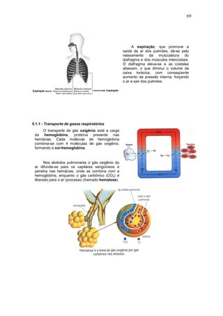 69




                                                         A expiração, que promove a
                                                   saída de ar dos pulmões, dá-se pelo
                                                   relaxamento da musculatura do
                                                   diafragma e dos músculos intercostais.
                                                   O diafragma eleva-se e as costelas
                                                   abaixam, o que diminui o volume da
                                                   caixa torácica, com conseqüente
                                                   aumento da pressão interna, forçando
                                                   o ar a sair dos pulmões.




5.1.1 - Transporte de gases respiratórios
     O transporte de gás oxigênio está a cargo
 da hemoglobina, proteína presente nas
 hemácias. Cada molécula de hemoglobina
 combina-se com 4 moléculas de gás oxigênio,
 formando a oxi-hemoglobina.


       Nos alvéolos pulmonares o gás oxigênio do
 ar difunde-se para os capilares sangüíneos e
 penetra nas hemácias, onde se combina com a
 hemoglobina, enquanto o gás carbônico (CO2) é
 liberado para o ar (processo chamado hematose).
 