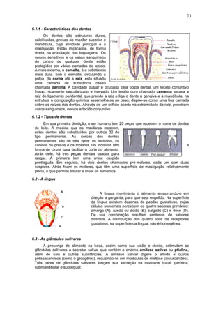 73

6.1.1 - Características dos dentes
       Os dentes são estruturas duras,
 calcificadas, presas ao maxilar superior e
 mandíbula, cuja atividade principal é a
 mastigação. Estão implicados, de forma
 direta, na articulação das linguagens. Os
 nervos sensitivos e os vasos sanguíneos
 do centro de qualquer dente estão
 protegidos por várias camadas de tecido.
 A mais externa, o esmalte, é a substância
 mais dura. Sob o esmalte, circulando a
 polpa, da coroa até a raiz, está situada
 uma camada de substância óssea
 chamada dentina. A cavidade pulpar é ocupada pela polpa dental, um tecido conjuntivo
 frouxo, ricamente vascularizado e inervado. Um tecido duro chamado cemento separa a
 raiz do ligamento peridental, que prende a raiz e liga o dente à gengiva e à mandíbula, na
 estrutura e composição química assemelha-se ao osso; dispõe-se como uma fina camada
 sobre as raízes dos dentes. Através de um orifício aberto na extremidade da raiz, penetram
 vasos sanguíneos, nervos e tecido conjuntivo.

6.1.2 - Tipos de dentes
      Em sua primeira dentição, o ser humano tem 20 peças que recebem o nome de dentes
 de leite. À medida que os maxilares crescem,
 estes dentes são substituídos por outros 32 do
 tipo permanente. As coroas dos dentes
 permanentes são de três tipos: os incisivos, os
 caninos ou presas e os molares. Os incisivos têm                                    a
 forma de cinzel para facilitar o corte do alimento.
 Atrás dele, há três peças dentais usadas para
 rasgar. A primeira tem uma única cúspide
 pontiaguda. Em seguida, há dois dentes chamados pré-molares, cada um com duas
 cúspides. Atrás ficam os molares, que têm uma superfície de mastigação relativamente
 plana, o que permite triturar e moer os alimentos.

6.2 - A língua


                                       A língua movimenta o alimento empurrando-o em
                                 direção a garganta, para que seja engolido. Na superfície
                                 da língua existem dezenas de papilas gustativas, cujas
                                 células sensoriais percebem os quatro sabores primários:
                                 amargo (A), azedo ou ácido (B), salgado (C) e doce (D).
                                 De sua combinação resultam centenas de sabores
                                 distintos. A distribuição dos quatro tipos de receptores
                                 gustativos, na superfície da língua, não é homogênea.



6.3 - As glândulas salivares
      A presença de alimento na boca, assim como sua visão e cheiro, estimulam as
 glândulas salivares a secretar saliva, que contém a enzima amilase salivar ou ptialina,
 além de sais e outras substâncias. A amilase salivar digere o amido e outros
 polissacarídeos (como o glicogênio), reduzindo-os em moléculas de maltose (dissacarídeo).
 Três pares de glândulas salivares lançam sua secreção na cavidade bucal: parótida,
 submandibular e sublingual:
 
