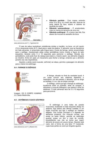 74




                                           •   Glândula parótida - Com massa variando
                                               entre 14 e 28 g, é a maior das três; situa-se na
                                               parte lateral da face, abaixo e adiante do
                                               pavilhão da orelha.
                                           •   Glândula submandibular - É arredondada,
                                               mais ou menos do tamanho de uma noz.
                                           •   Glândula sublingual - É a menor das três; fica
                                               abaixo da mucosa do assoalho da boca.




www.webciencia.com/11_11glandula.htm

       O sais da saliva neutralizam substâncias ácidas e mantêm, na boca, um pH neutro
 (7,0) a levemente ácido (6,7), ideal para a ação da ptialina. O alimento, que se transforma
 em bolo alimentar, é empurrado pela língua para o fundo da faringe, sendo encaminhado
 para o esôfago, impulsionado pelas ondas peristálticas (como mostra a figura do lado
 esquerdo), levando entre 5 e 10 segundos para percorrer o esôfago. Através dos
 peristaltismo, você pode ficar de cabeça para baixo e, mesmo assim, seu alimento chegará
 ao intestino. Entra em ação um mecanismo para fechar a laringe, evitando que o alimento
 penetre nas vias respiratórias.
       Quando a cárdia (anel muscular, esfíncter) se relaxa, permite a passagem do alimento
 para o interior do estômago.

6.4 - FARINGE E ESÔFAGO



                                             A faringe, situada no final da cavidade bucal, é
                                       um canal comum aos sistemas digestório e
                                       respiratório: por ela passam o alimento, que se dirige
                                       ao esôfago, e o ar, que se dirige à laringe.
                                             O esôfago, canal que liga a faringe ao estômago,
                                       localiza-se entre os pulmões, atrás do coração, e
                                       atravessa o músculo diafragma, que separa o tórax do
                                       abdômen. O bolo alimentar leva de 5 a 10 segundos
                                       para percorre-lo.
Imagem: CD O CORPO HUMANO
2.0. Globo Multimídia.

6.5 - ESTÔMAGO E SUCO GÁSTRICO

                                               O estômago é uma bolsa de parede
                                          musculosa, localizada no lado esquerdo abaixo do
                                          abdome, logo abaixo das últimas costelas. É um
                                          órgão muscular que liga o esôfago ao intestino
                                          delgado. Sua função principal é a digestão de
                                          alimentos protéicos. Um músculo circular, que
                                          existe na parte inferior, permite ao estômago
                                          guardar quase um litro e meio de comida,
                                          possibilitando que não se tenha que ingerir
                                          alimento de pouco em pouco tempo. Quando está
                                          vazio, tem a forma de uma letra "J" maiúscula,
www.webciencia.com/11_09estom.htm
                                          cujas duas partes se unem por ângulos agudos.
 