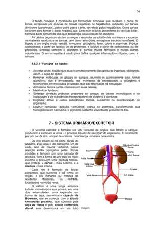 79

      O tecido hepático é constituído por formações diminutas que recebem o nome de
lobos, compostos por colunas de células hepáticas ou hepatócitos, rodeadas por canais
diminutos (canalículos), pelos quais passa a bile, secretada pelos hepatócitos. Estes canais
se unem para formar o ducto hepático que, junto com o ducto procedente da vesícula biliar,
forma o ducto comum da bile, que descarrega seu conteúdo no duodeno.
      As células hepáticas ajudam o sangue a assimilar as substâncias nutritivas e a excretar
os materiais residuais e as toxinas, bem como esteróides, estrógenos e outros hormônios. O
fígado é um órgão muito versátil. Armazena glicogênio, ferro, cobre e vitaminas. Produz
carboidratos a partir de lipídios ou de proteínas, e lipídios a partir de carboidratos ou de
proteínas. Sintetiza também o colesterol e purifica muitos fármacos e muitas outras
substâncias. O termo hepatite é usado para definir qualquer inflamação no fígado, como a
cirrose.

      6.8.2.1 - Funções do fígado:

  •    Secretar a bile, líquido que atua no emulsionamento das gorduras ingeridas, facilitando,
       assim, a ação da lipase;
  •    Remover moléculas de glicose no sangue, reunindo-as quimicamente para formar
       glicogênio, que é armazenado; nos momentos de necessidade, o glicogênio é
       reconvertido em moléculas de glicose, que são relançadas na circulação;
  •    Armazenar ferro e certas vitaminas em suas células;
  •    Metabolizar lipídeos;
  •    Sintetizar diversas proteínas presentes no sangue, de fatores imunológicos e de
       coagulação e de substâncias transportadoras de oxigênio e gorduras;
  •    Degradar álcool e outras substâncias tóxicas, auxiliando na desintoxicação do
       organismo;
  •    Destruir hemácias (glóbulos vermelhos) velhas ou anormais, transformando sua
       hemoglobina em bilirrubina, o pigmento castanho-esverdeado presente na bile.




                    7 - SISTEMA URINÁRIO/EXCRETOR
     O sistema excretor é formado por um conjunto de órgãos que filtram o sangue,
produzem e excretam a urina - o principal líquido de excreção do organismo. É constituído
por um par de rins, um par de ureteres, pela bexiga urinária e pela uretra.
      Os rins situam-se na parte dorsal do
abdome, logo abaixo do diafragma, um de
cada lado da coluna vertebral, nessa
posição estão protegidos pelas últimas
costelas e também por uma camada de
gordura. Têm a forma de um grão de feijão
enorme e possuem uma cápsula fibrosa,
que protege o córtex - mais externo, e a
medula - mais interna.
      Cada rim é formado de tecido
conjuntivo, que sustenta e dá forma ao
órgão, e por milhares ou milhões de
unidades      filtradoras,   os   néfrons,
localizados na região renal.
      O néfron é uma longa estrutura
tubular microscópica que possui, em uma
das extremidades, uma expansão em
forma de taça, denominada cápsula de
Bowman, que se conecta com o túbulo
contorcido proximal, que continua pela
alça de Henle e pelo túbulo contorcido
distal; este desemboca em um tubo Imagem:
 