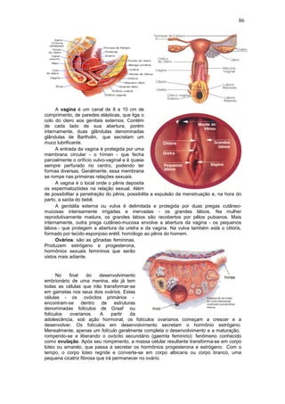 86




      A vagina é um canal de 8 a 10 cm de
comprimento, de paredes elásticas, que liga o
colo do útero aos genitais externos. Contém
de cada lado de sua abertura, porém
internamente, duas glândulas denominadas
glândulas de Bartholin, que secretam um
muco lubrificante.
      A entrada da vagina é protegida por uma
membrana circular - o hímen - que fecha
parcialmente o orifício vulvo-vaginal e é quase
sempre perfurado no centro, podendo ter
formas diversas. Geralmente, essa membrana
se rompe nas primeiras relações sexuais.
      A vagina é o local onde o pênis deposita
os espermatozóides na relação sexual. Além
de possibilitar a penetração do pênis, possibilita a expulsão da menstruação e, na hora do
parto, a saída do bebê.
      A genitália externa ou vulva é delimitada e protegida por duas pregas cutâneo-
mucosas intensamente irrigadas e inervadas - os grandes lábios. Na mulher
reprodutivamente madura, os grandes lábios são recobertos por pêlos pubianos. Mais
internamente, outra prega cutâneo-mucosa envolve a abertura da vagina - os pequenos
lábios - que protegem a abertura da uretra e da vagina. Na vulva também está o clitóris,
formado por tecido esponjoso erétil, homólogo ao pênis do homem.
      Ovários: são as gônadas femininas.
Produzem estrógeno e progesterona,
hormônios sexuais femininos que serão
vistos mais adiante.


      No   final    do    desenvolvimento
embrionário de uma menina, ela já tem
todas as células que irão transformar-se
em gametas nos seus dois ovários. Estas
células - os ovócitos primários -
encontram-se dentro de estruturas
denominadas folículos de Graaf ou
folículos  ovarianos.     A     partir da
adolescência, sob ação hormonal, os folículos ovarianos começam a crescer e a
desenvolver. Os folículos em desenvolvimento secretam o hormônio estrógeno.
Mensalmente, apenas um folículo geralmente completa o desenvolvimento e a maturação,
rompendo-se e liberando o ovócito secundário (gaemta feminino): fenômeno conhecido
como ovulação. Após seu rompimento, a massa celular resultante transforma-se em corpo
lúteo ou amarelo, que passa a secretar os hormônios progesterona e estrógeno. Com o
tempo, o corpo lúteo regride e converte-se em corpo albicans ou corpo branco, uma
pequena cicatriz fibrosa que irá permanecer no ovário.
 