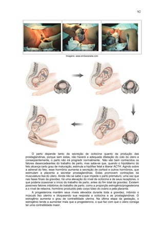 92




                                Imagens: www.embarazada.com




      O parto depende tanto da secreção de ocitocina quanto da produção das
prostaglandinas, porque sem estas, não haverá a adequada dilatação do colo do útero e
conseqüentemente, o parto não irá progredir normalmente. Não são bem conhecidos os
fatores desencadeantes do trabalho de parto, mas sabe-se que, quando o hipotálamo do
feto alcança certo grau de maturação, estimula a hipófise fetal a liberar ACTH. Agindo sobre
a adrenal do feto, esse hormônio aumenta a secreção de cortisol e outros hormônios, que
estimulam a placenta a secretar prostaglandinas. Estas promovem contrações da
musculatura lisa do útero. Ainda não se sabe o que impede o parto prematuro, uma vez que
nas fases finais da gravidez, há uma elevação do nível de ocitocina e de seus receptores, o
que poderia ocasionar o início do trabalho de parto, antes do fim total da gravidez. Existem
possíveis fatores inibitórios do trabalho de parto, como a proporção estrogênio/progesterona
e o nível de relaxina, hormônio produzido pelo corpo lúteo do ovário e pela placenta.
      A progesterona mantém seus níveis elevados durante toda a gravidez, inibindo o
músculo liso uterino e bloqueando sua resposta a ocitocina e as prostaglandinas. O
estrogênio aumenta o grau de contratilidade uterina. Na última etapa da gestação, o
estrogênio tende a aumentar mais que a progesterona, o que faz com que o útero consiga
ter uma contratilidade maior.
 