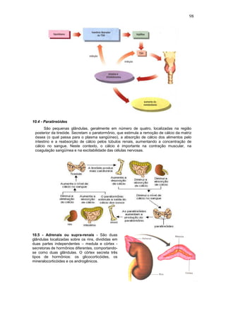 98




10.4 - Paratireóides
       São pequenas glândulas, geralmente em número de quatro, localizadas na região
 posterior da tireóide. Secretam o paratormônio, que estimula a remoção de cálcio da matriz
 óssea (o qual passa para o plasma sangüíneo), a absorção de cálcio dos alimentos pelo
 intestino e a reabsorção de cálcio pelos túbulos renais, aumentando a concentração de
 cálcio no sangue. Neste contexto, o cálcio é importante na contração muscular, na
 coagulação sangüínea e na excitabilidade das células nervosas.




10.5 - Adrenais ou supra-renais - São duas
glândulas localizadas sobre os rins, divididas em
duas partes independentes – medula e córtex -
secretoras de hormônios diferentes, comportando-
se como duas glândulas. O córtex secreta três
tipos de hormônios: os glicocorticóides, os
mineralocorticóides e os androgênicos.
 
