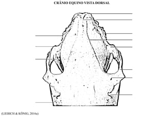 (LIEBICH & KÖNIG, 2016a)
CRÂNIO EQUINO VISTA DORSAL
 