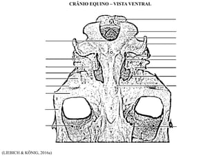 (LIEBICH & KÖNIG, 2016a)
CRÂNIO EQUINO – VISTA VENTRAL
 